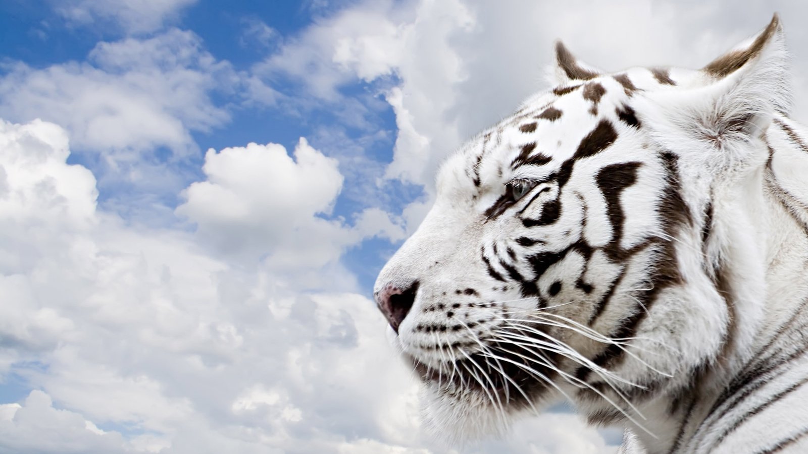 Обои тигр, небо, облака, tiger, the sky, clouds разрешение 1920x1200 Загрузить