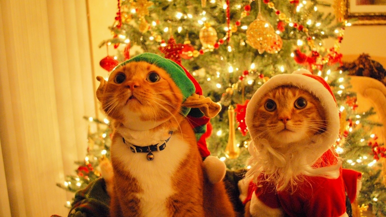 Обои новый год, елка, дед мороз, шапка, кошки, эльф, котэ, new year, tree, santa claus, hat, cats, elf, kote разрешение 1920x1200 Загрузить