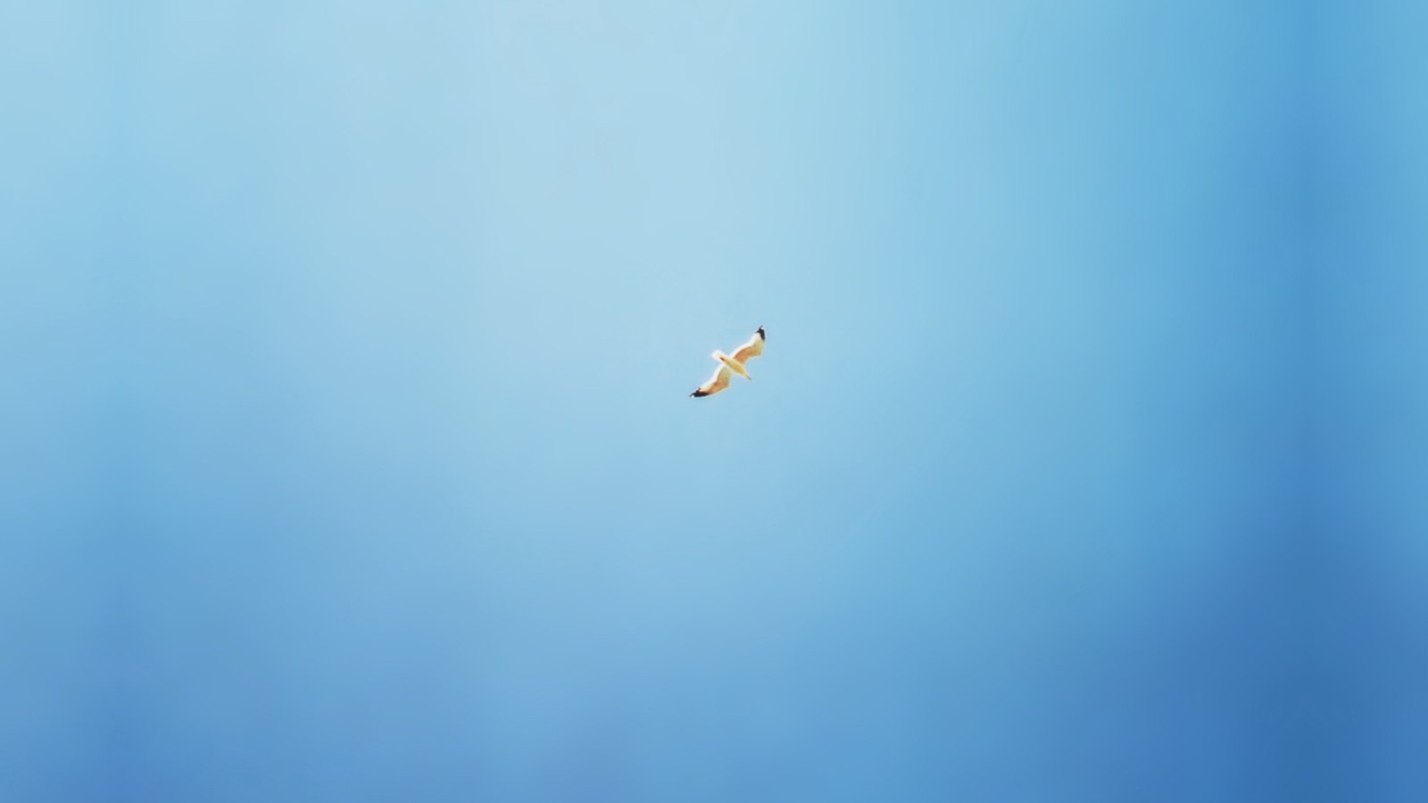 Обои синий, чайка, минимализм, птицы, blue, seagull, minimalism, birds разрешение 2560x1600 Загрузить