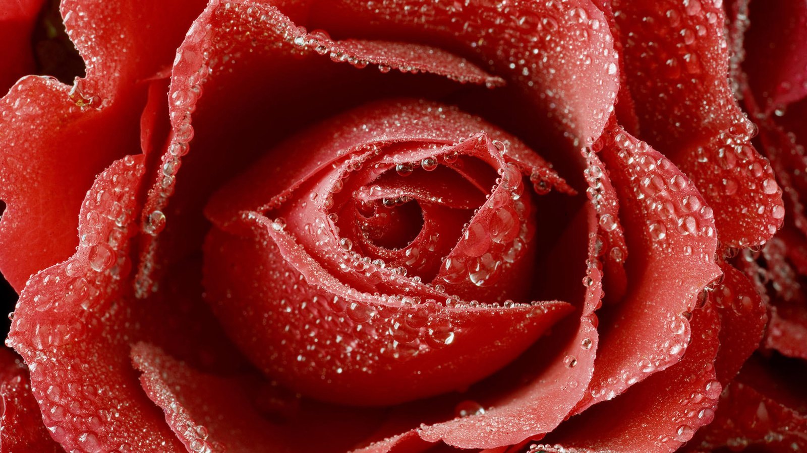Обои цветок, роса, капли, роза, красный, бутон, flower, rosa, drops, rose, red, bud разрешение 1920x1200 Загрузить