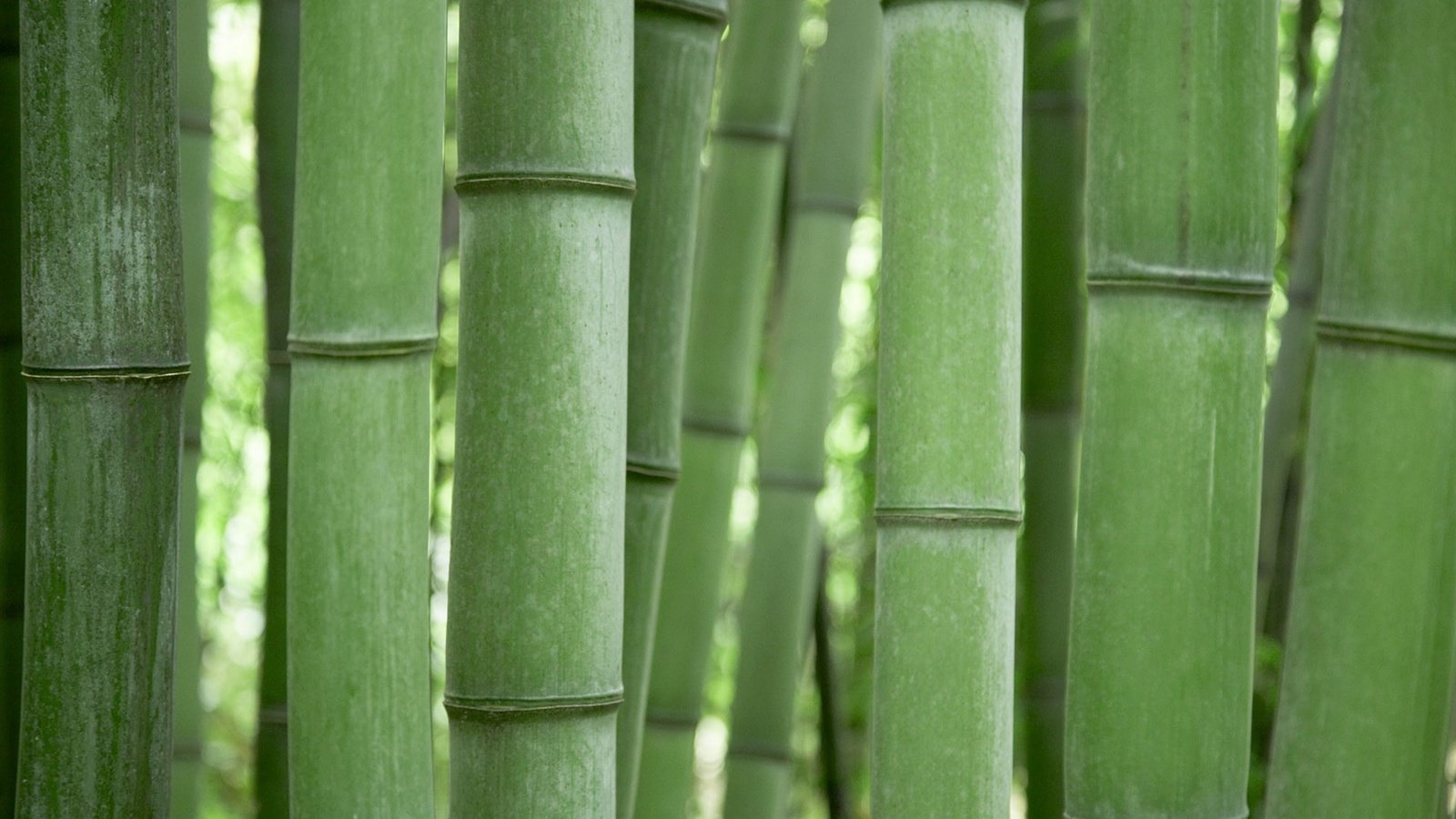 Обои зелёный, бамбук, green, bamboo разрешение 1920x1200 Загрузить