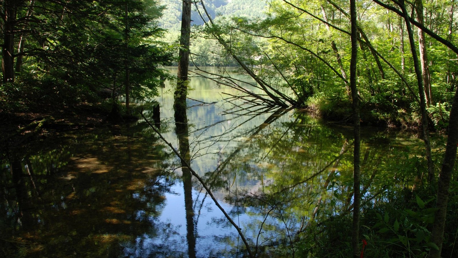 Обои деревья, вода, река, листья, отражение, ветки, trees, water, river, leaves, reflection, branches разрешение 2560x1864 Загрузить