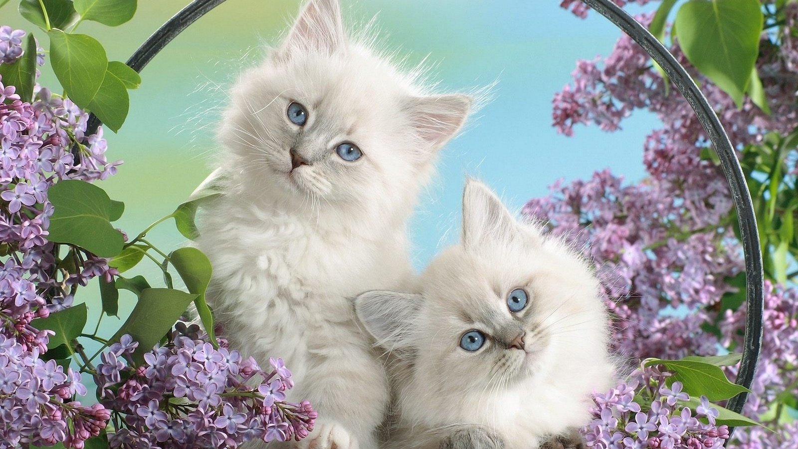 Обои цветы, пушистые, белые, котята, маленькие, flowers, fluffy, white, kittens, small разрешение 1920x1200 Загрузить
