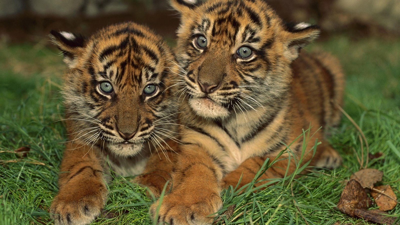 Обои тигр, маленькие, тигрята, полосатые, амурский тигр, tiger, small, the cubs, striped, the amur tiger разрешение 1920x1200 Загрузить