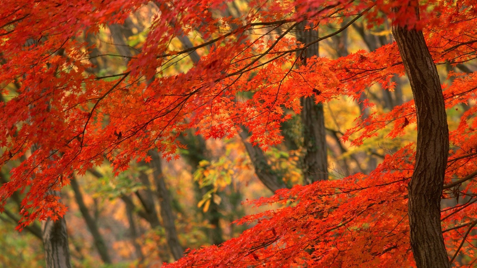 Обои дерево, осень, япония, tree, autumn, japan разрешение 1920x1200 Загрузить