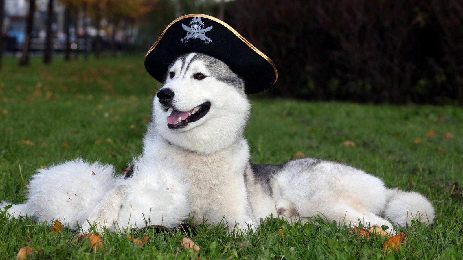 Обои обои, собака, шляпа, хаска, wallpaper, dog, hat, husky разрешение 2560x1600 Загрузить