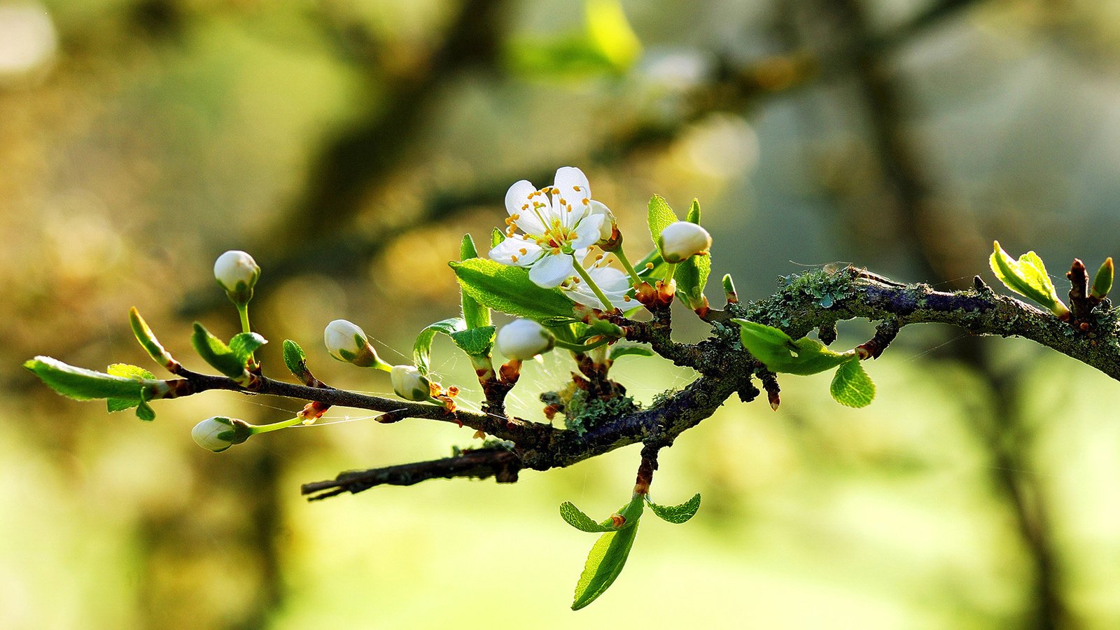 Обои природа, макро, весна, цветки, ветвь, nature, macro, spring, flowers, branch разрешение 1920x1200 Загрузить