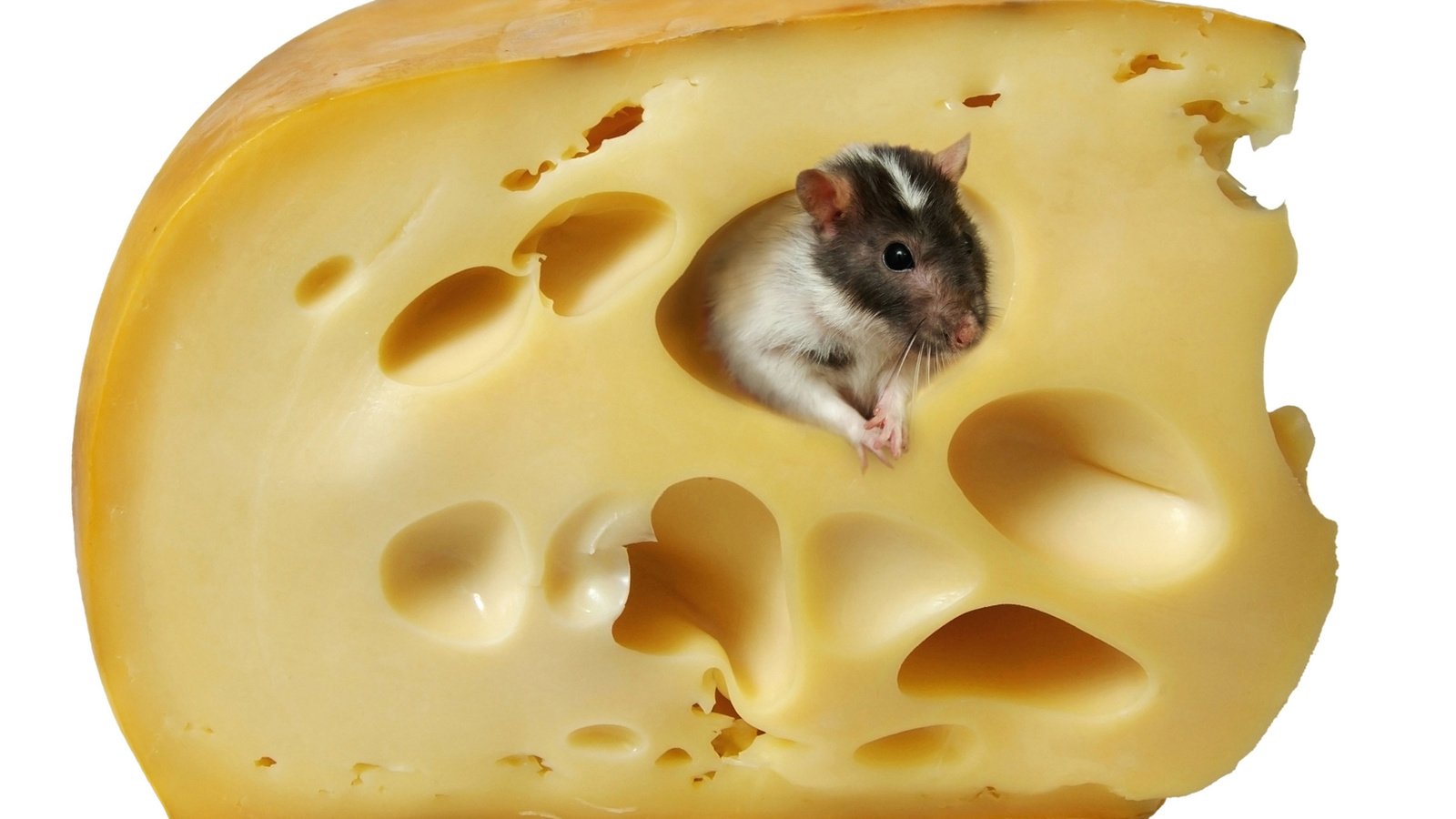 Обои сыр, белый фон, мышь, крыса, cheese, white background, mouse, rat разрешение 4760x3414 Загрузить