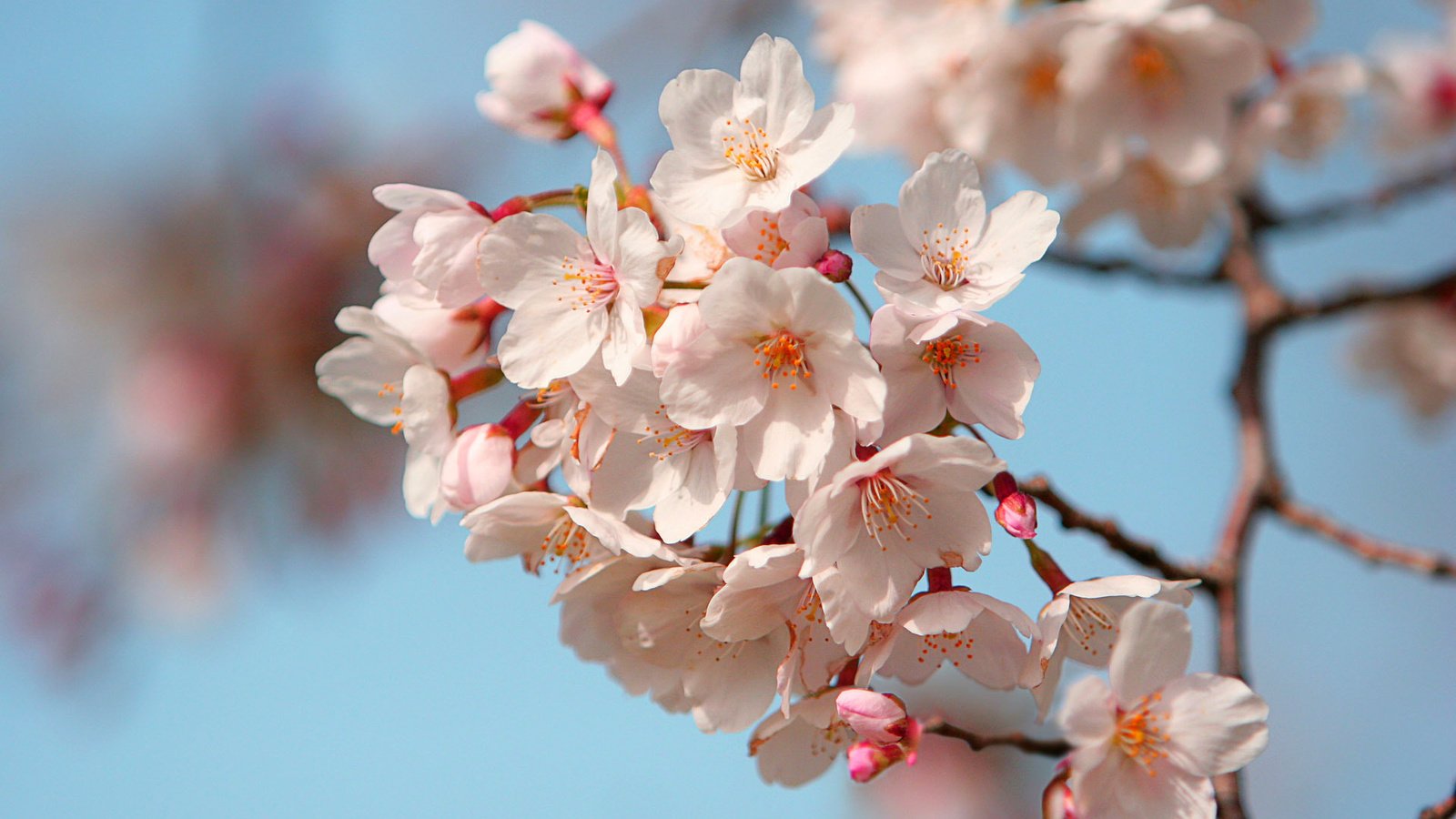 Обои лепестки, япония, сакура, petals, japan, sakura разрешение 1920x1200 Загрузить