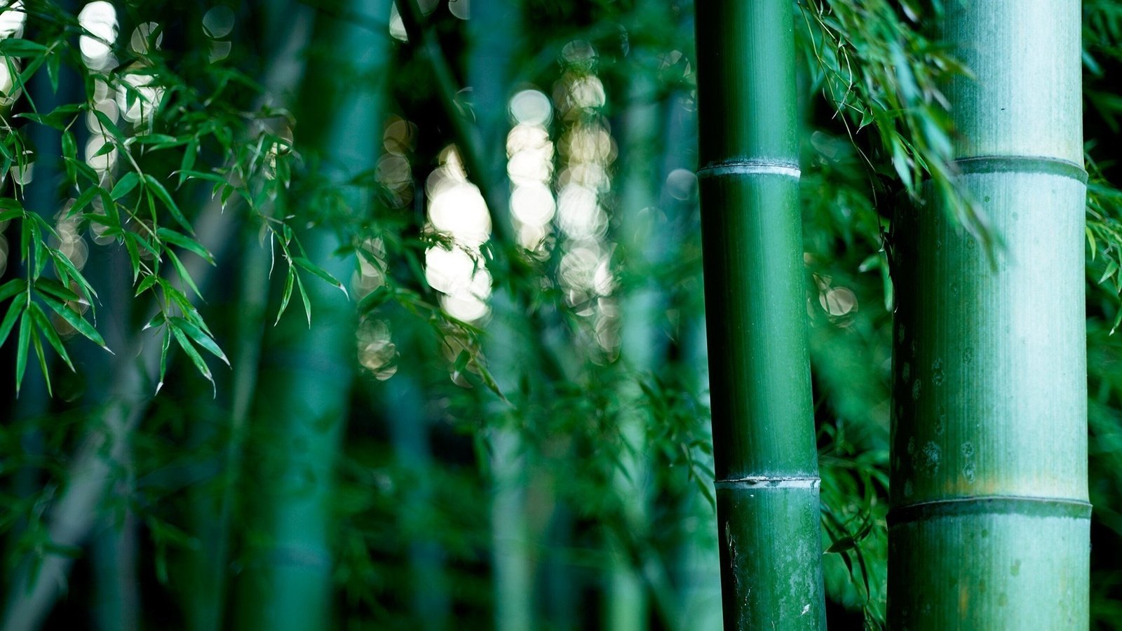 Обои природа, обои, бамбуковая роща, nature, wallpaper, bamboo grove разрешение 1920x1200 Загрузить