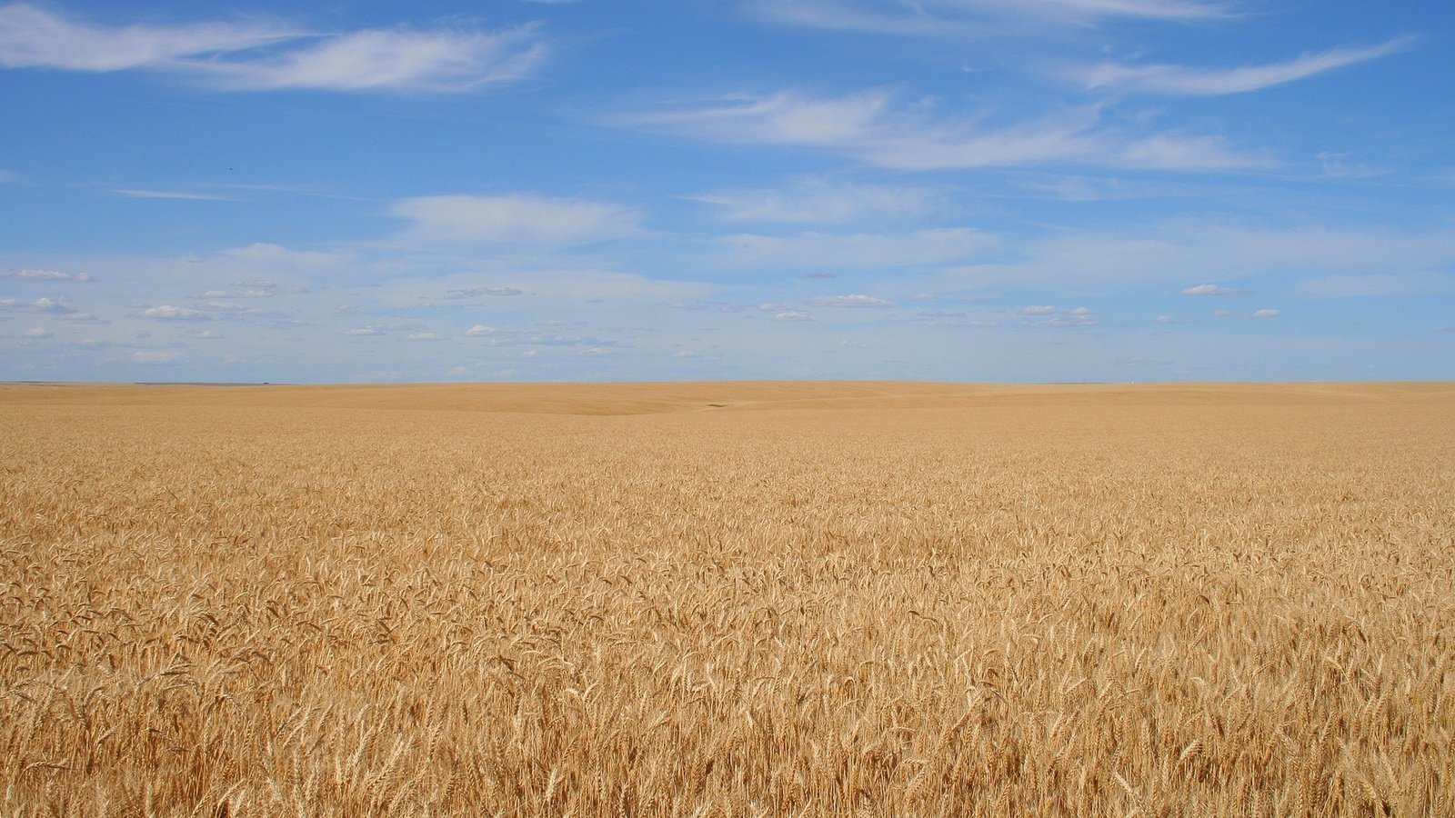 Обои небо, фон, поле, спокойствие, зерно, the sky, background, field, calm, grain разрешение 1920x1200 Загрузить