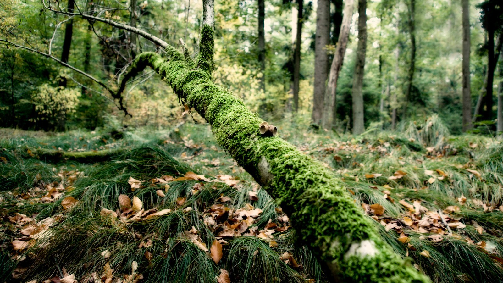 Обои трава, ветка, лес, мох, grass, branch, forest, moss разрешение 1920x1200 Загрузить