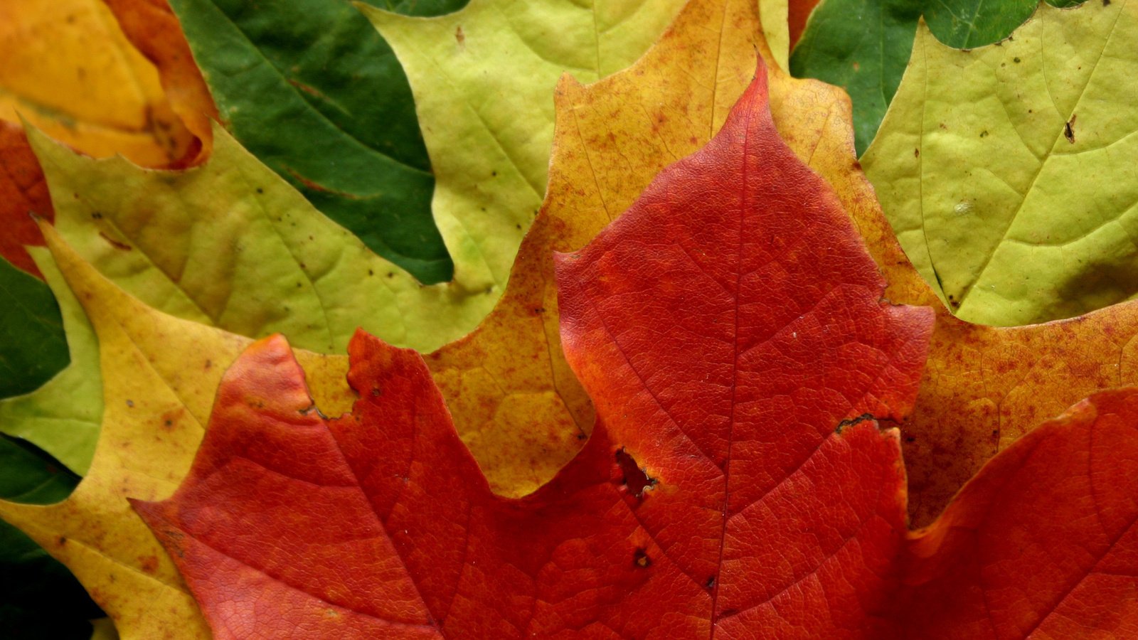 Обои цвета, nature wallpapers, листопад, лес, leaves macro, макро фото, autumn style, листья, парк, листва, листок, осень, color, falling leaves, forest, macro photo, leaves, park, foliage, leaf, autumn разрешение 2472x1645 Загрузить