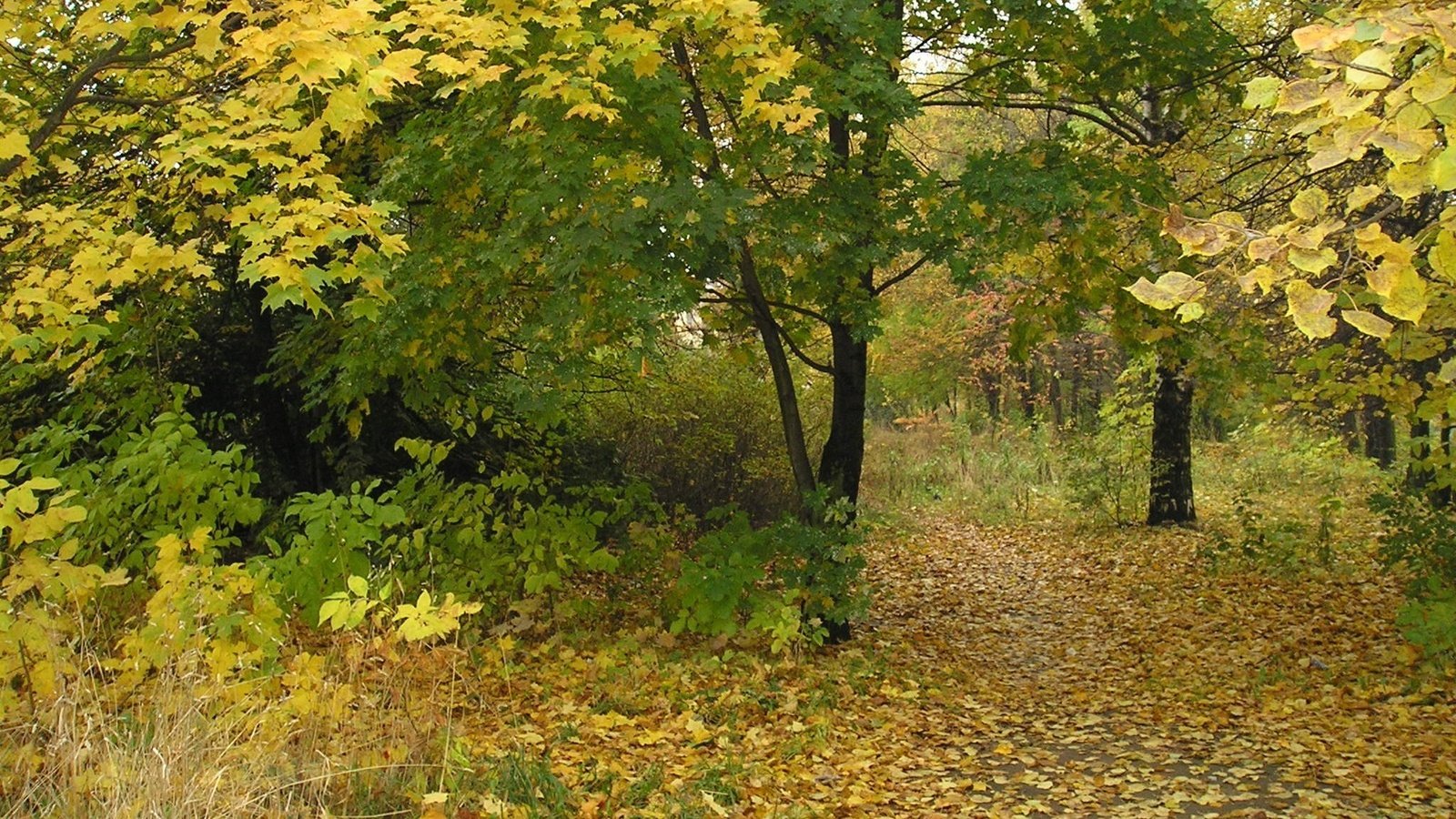 Обои деревья, листья, парк, ветки, осень, trees, leaves, park, branches, autumn разрешение 2048x1536 Загрузить