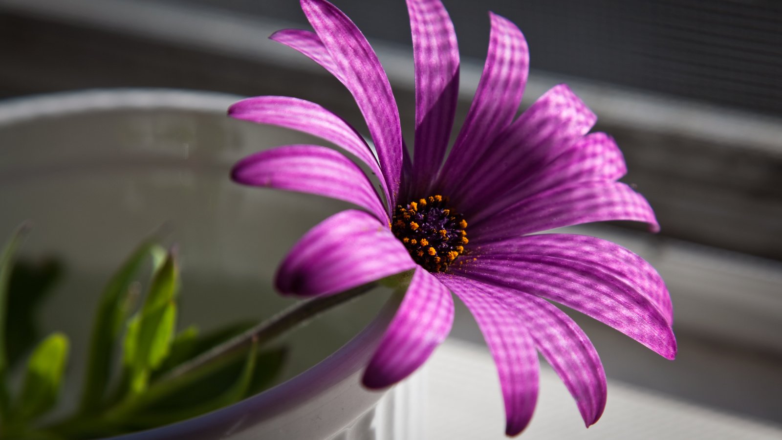 Обои макро, цветок, пурпурный, остеоспермум, африканская ромашка, macro, flower, purple, osteospermum, african daisy разрешение 2560x1600 Загрузить