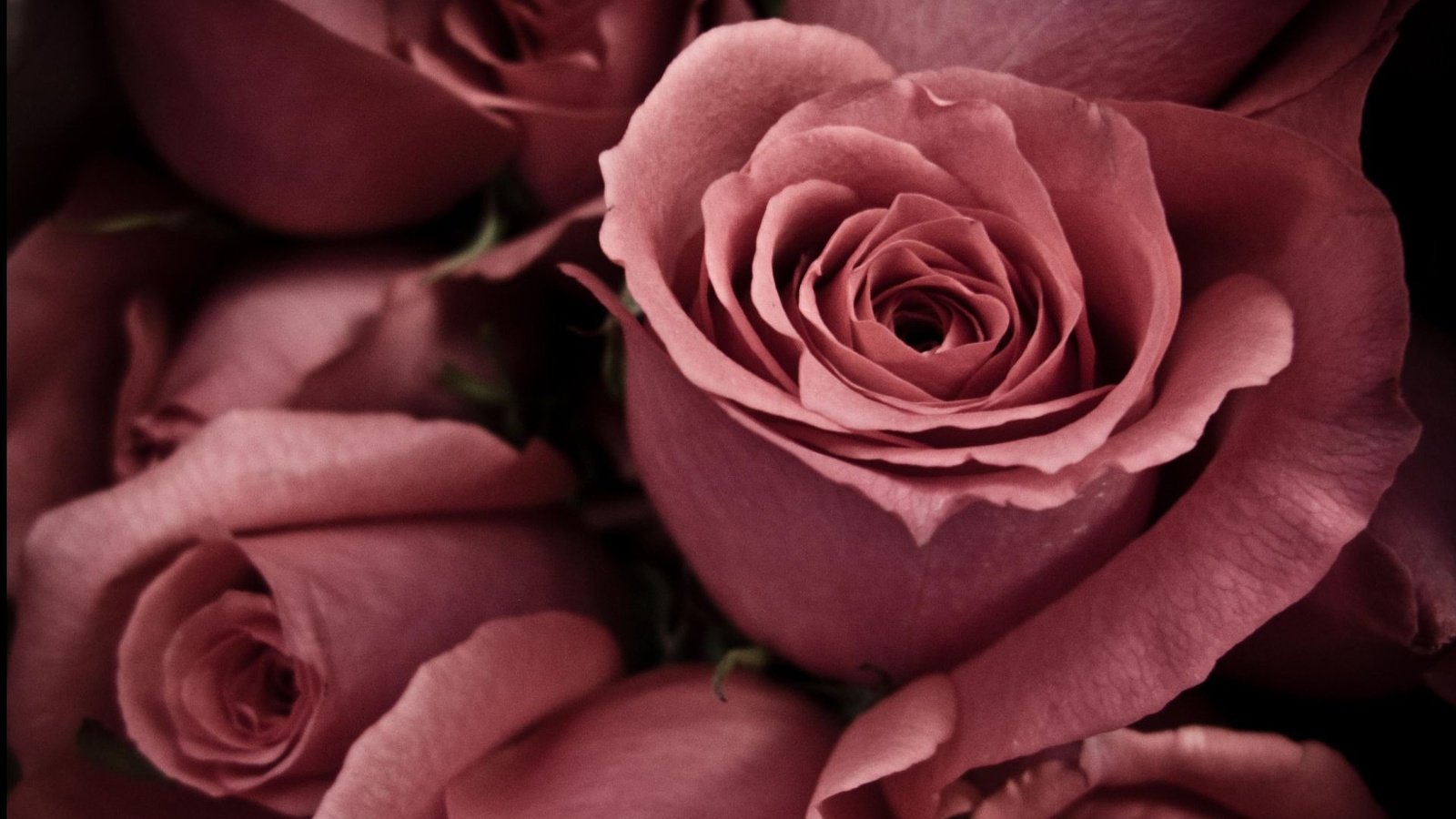 Обои цветы, макро, розы, лепестки, flowers, macro, roses, petals разрешение 1920x1204 Загрузить