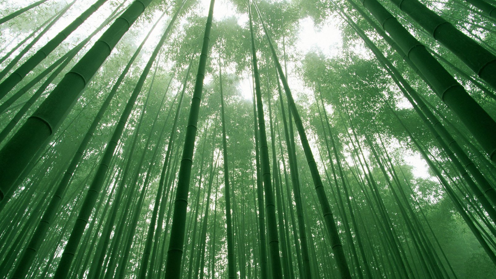 Обои небо, деревья, зелёный, листва, бамбук, the sky, trees, green, foliage, bamboo разрешение 1920x1200 Загрузить