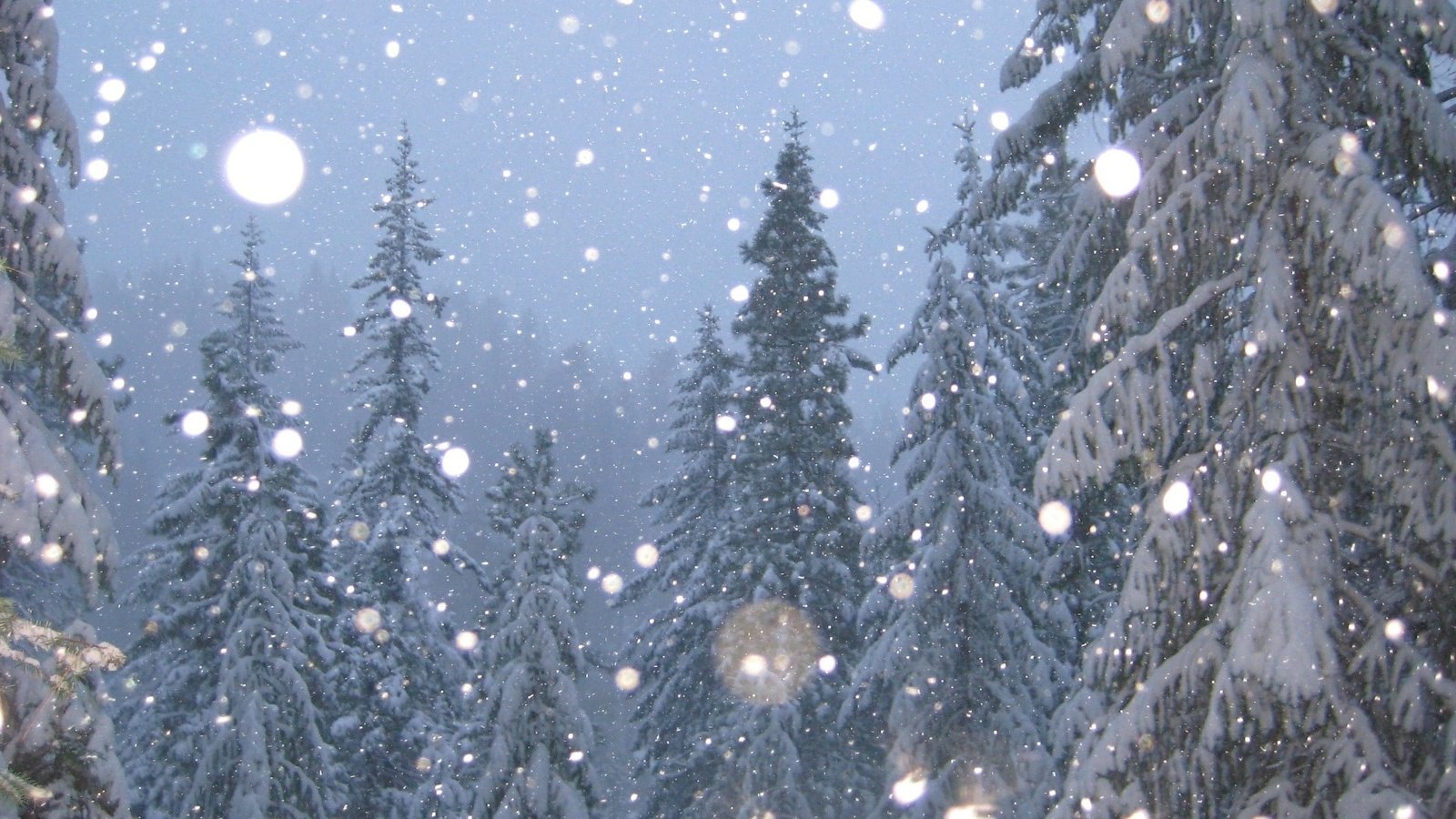 Обои деревья, снег, зима, елки, trees, snow, winter, tree разрешение 1920x1440 Загрузить