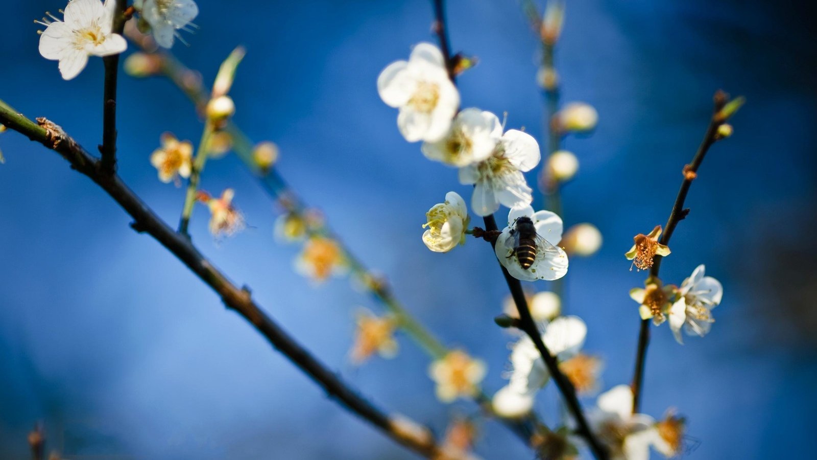 Обои цветок, весна, яблоня, пчела, мед, flower, spring, apple, bee, honey разрешение 2560x1600 Загрузить