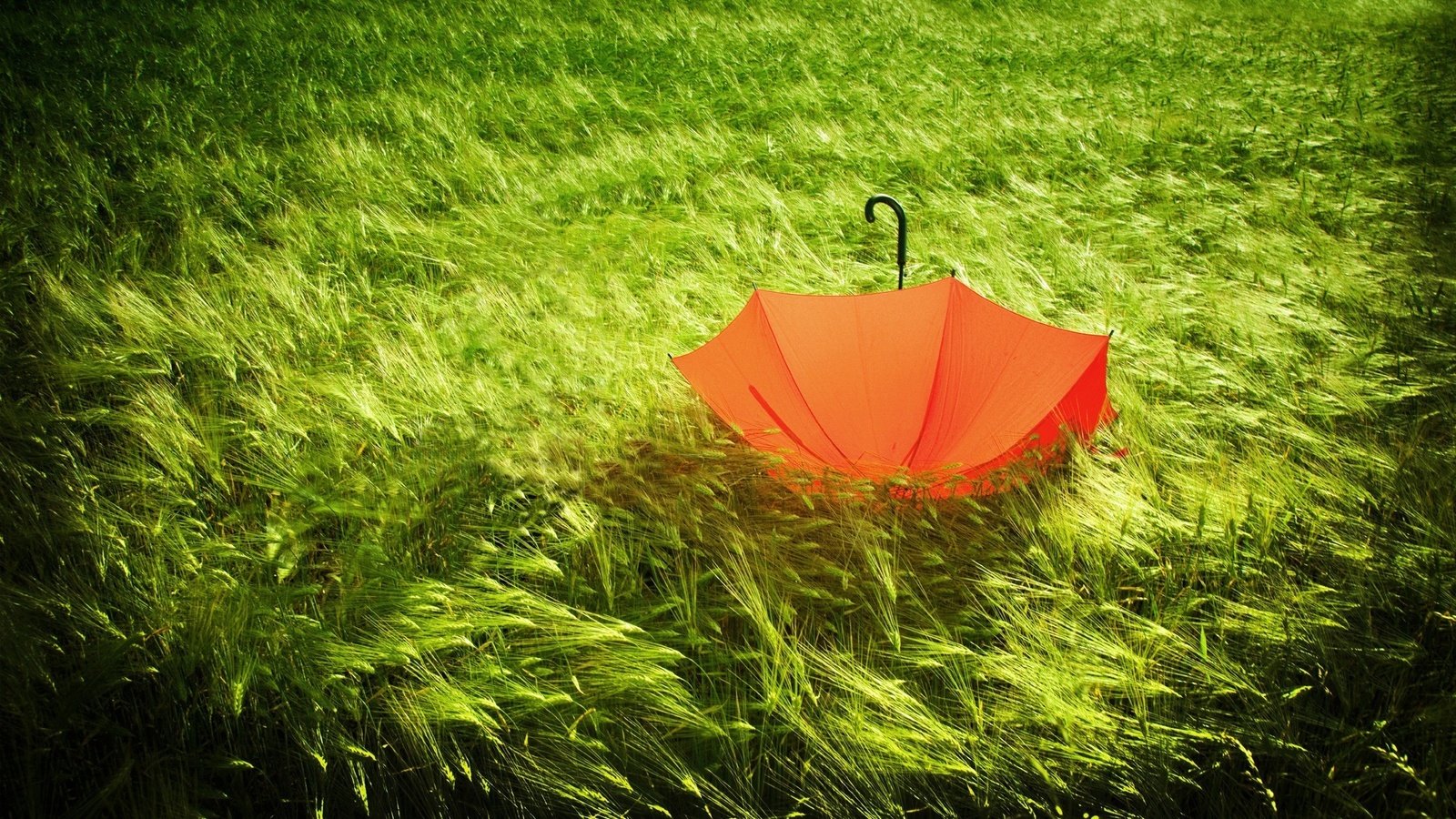 Обои трава, природа, зелёный, поле, колосья, зонт, ветер, зонтик, grass, nature, green, field, ears, umbrella, the wind разрешение 2560x1600 Загрузить