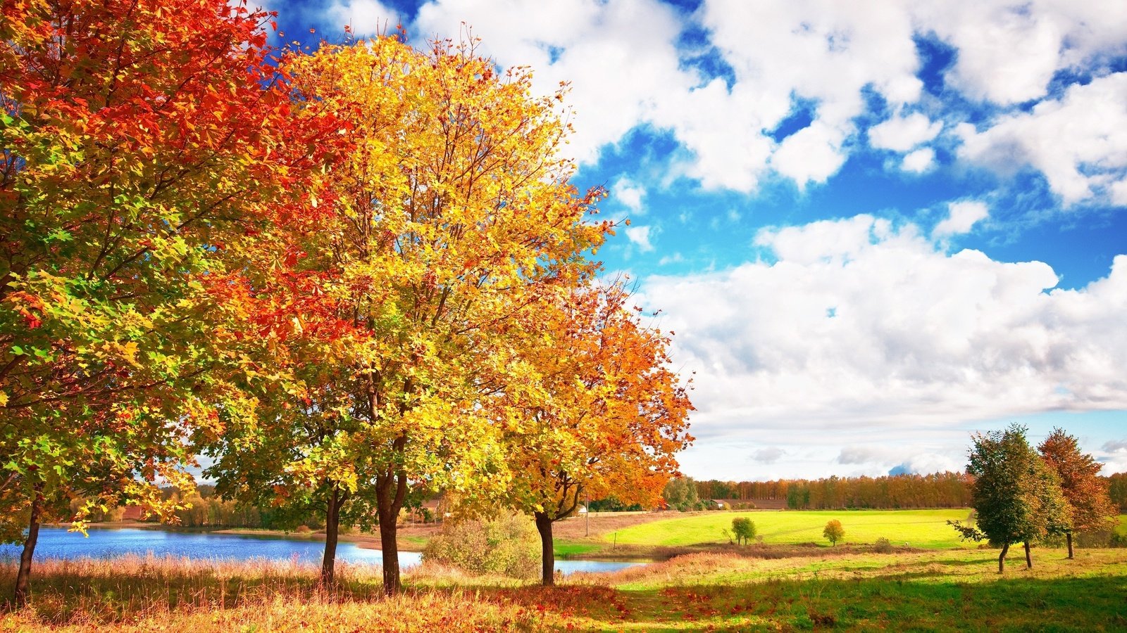 Обои небо, облака, деревья, осень, яркие, голубое, осен, the sky, clouds, trees, autumn, bright, blue разрешение 3008x1998 Загрузить