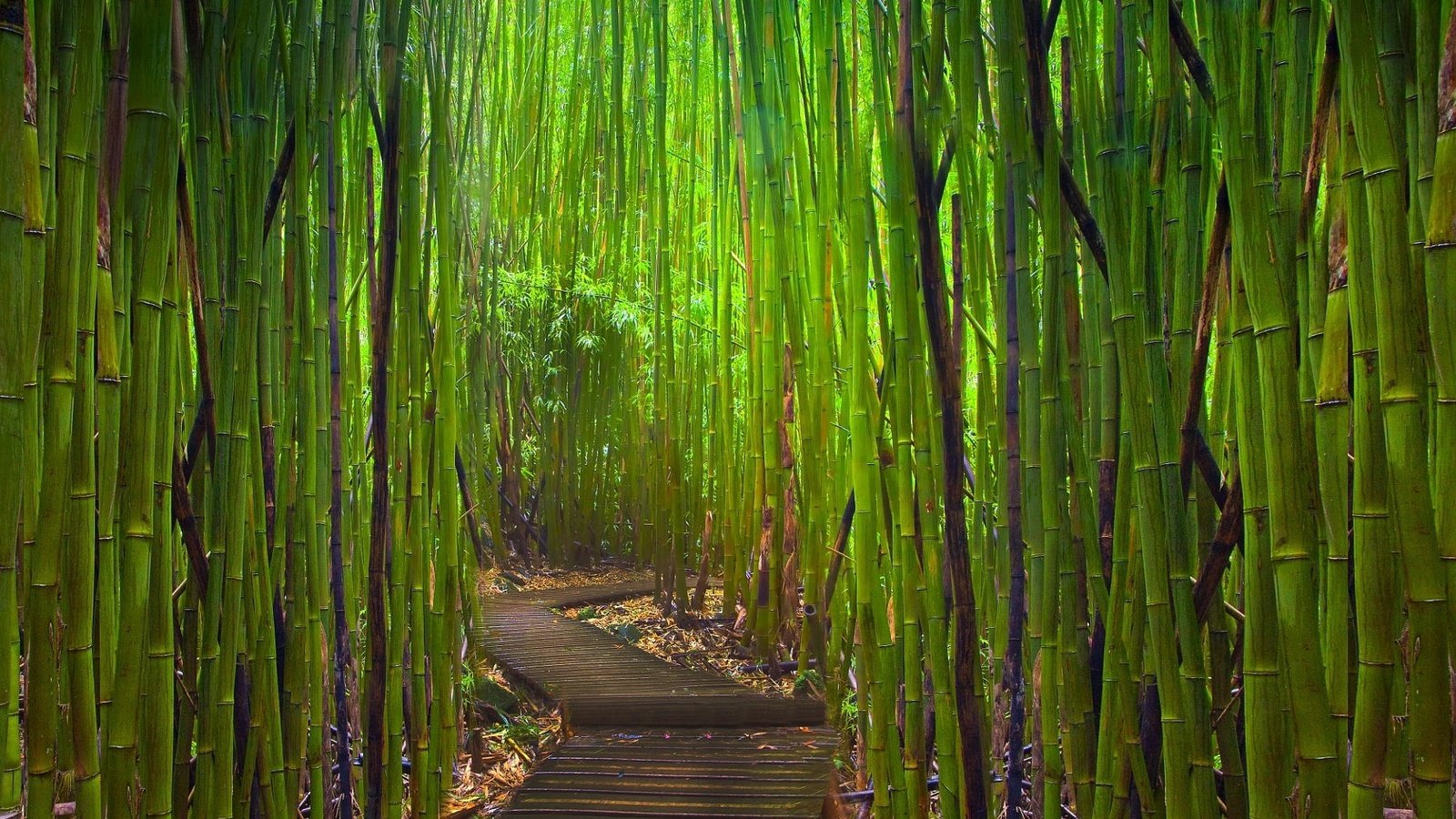 Обои тропинка, бамбук, заросли, path, bamboo, thickets разрешение 1920x1200 Загрузить