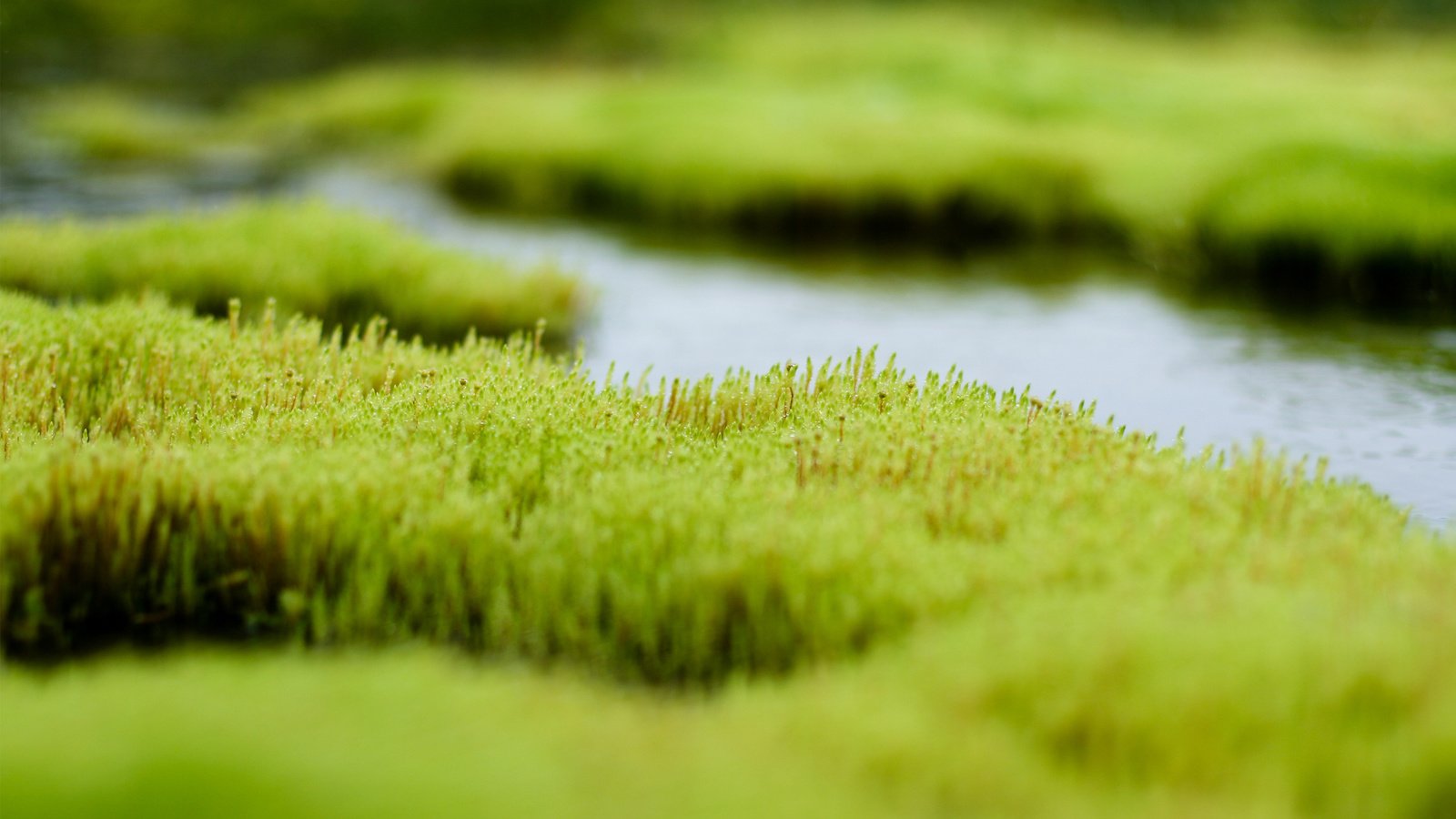 Обои трава, вода, зелень, болото, grass, water, greens, swamp разрешение 2560x1600 Загрузить