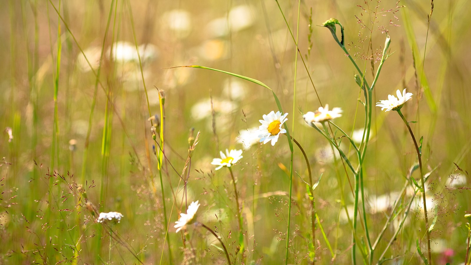 Обои трава, лето, ромашка, солнечно, grass, summer, daisy, sunny разрешение 1920x1080 Загрузить