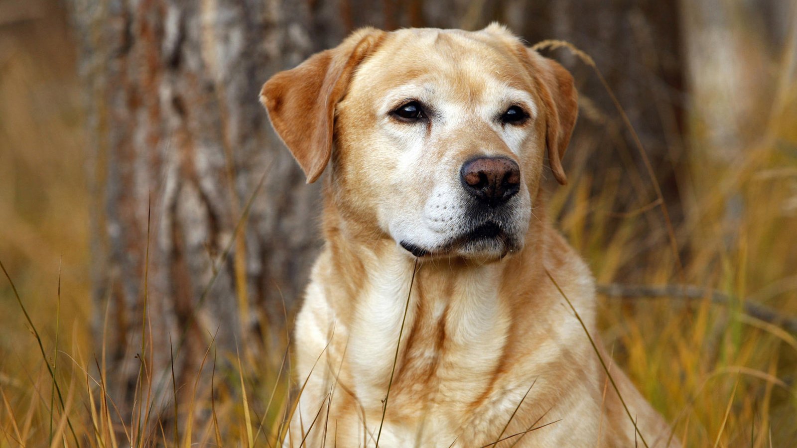 Обои трава, осень, собака, пес, охотник, лабрадор, лабрадор ретривер, grass, autumn, dog, hunter, labrador, labrador retriever разрешение 1920x1200 Загрузить