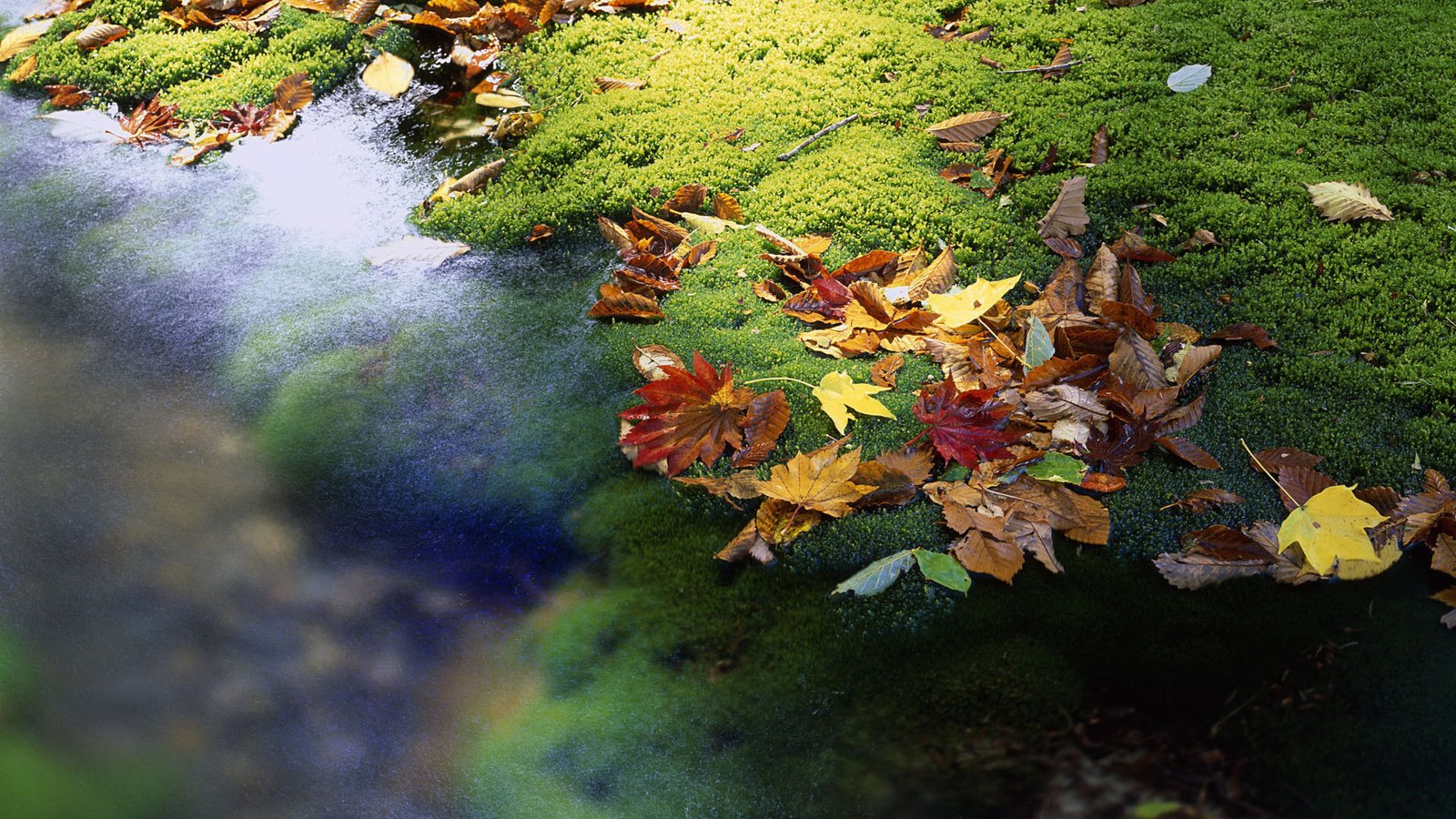 Обои вода, листья, ручей, осень, япония, мох, water, leaves, stream, autumn, japan, moss разрешение 1920x1200 Загрузить