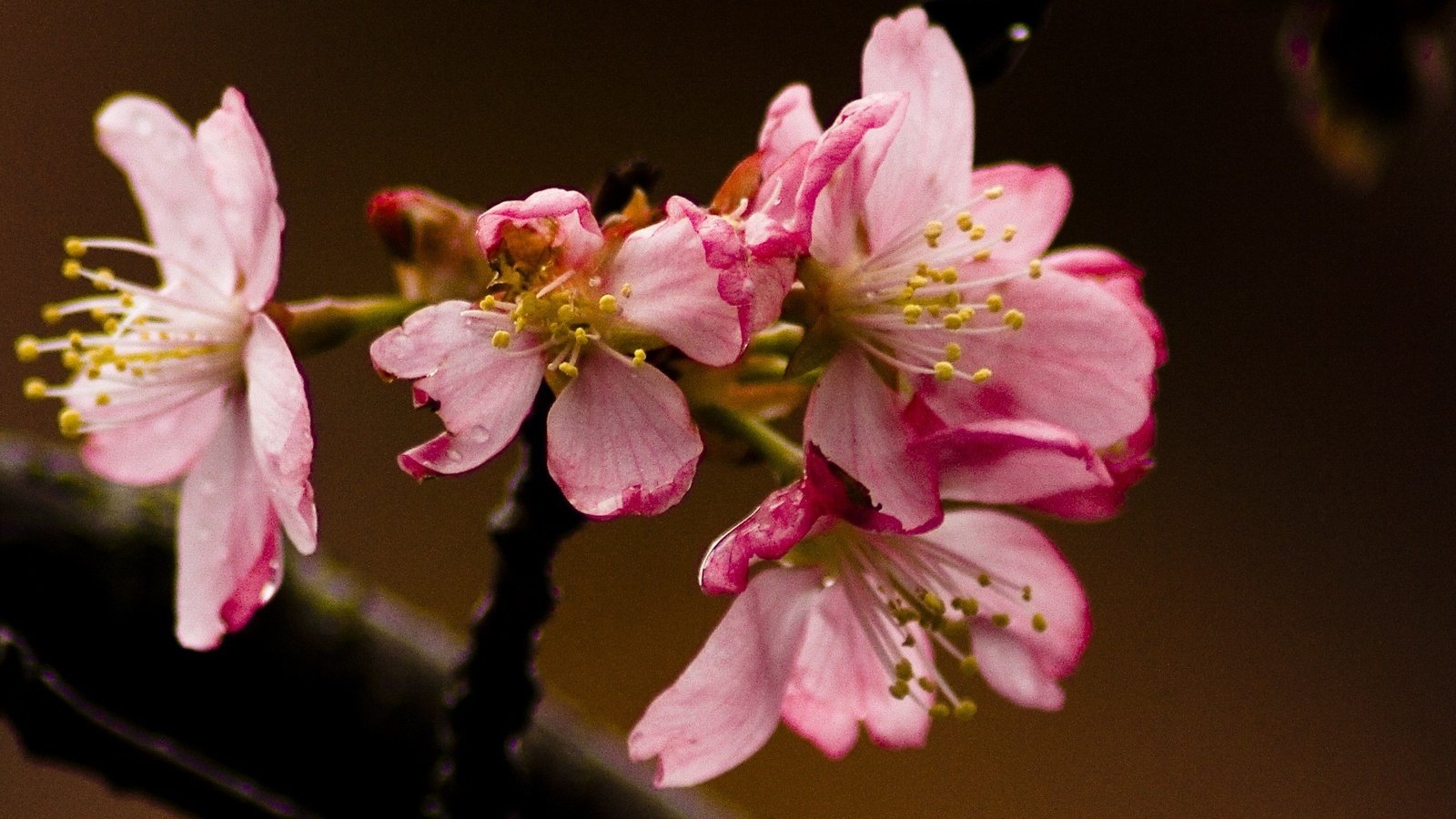 Обои ветка, цветение, макро, цветок, лепестки, весна, обоя, крупным планом, branch, flowering, macro, flower, petals, spring, wallpaper, closeup разрешение 1920x1200 Загрузить