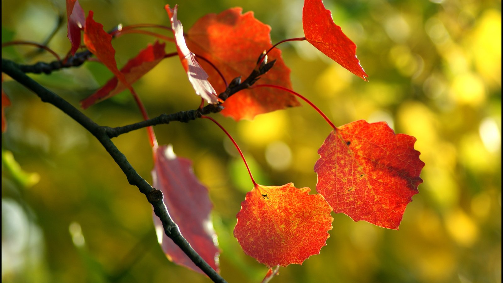 Обои дерево, листья, макро, осень, tree, leaves, macro, autumn разрешение 3896x2614 Загрузить