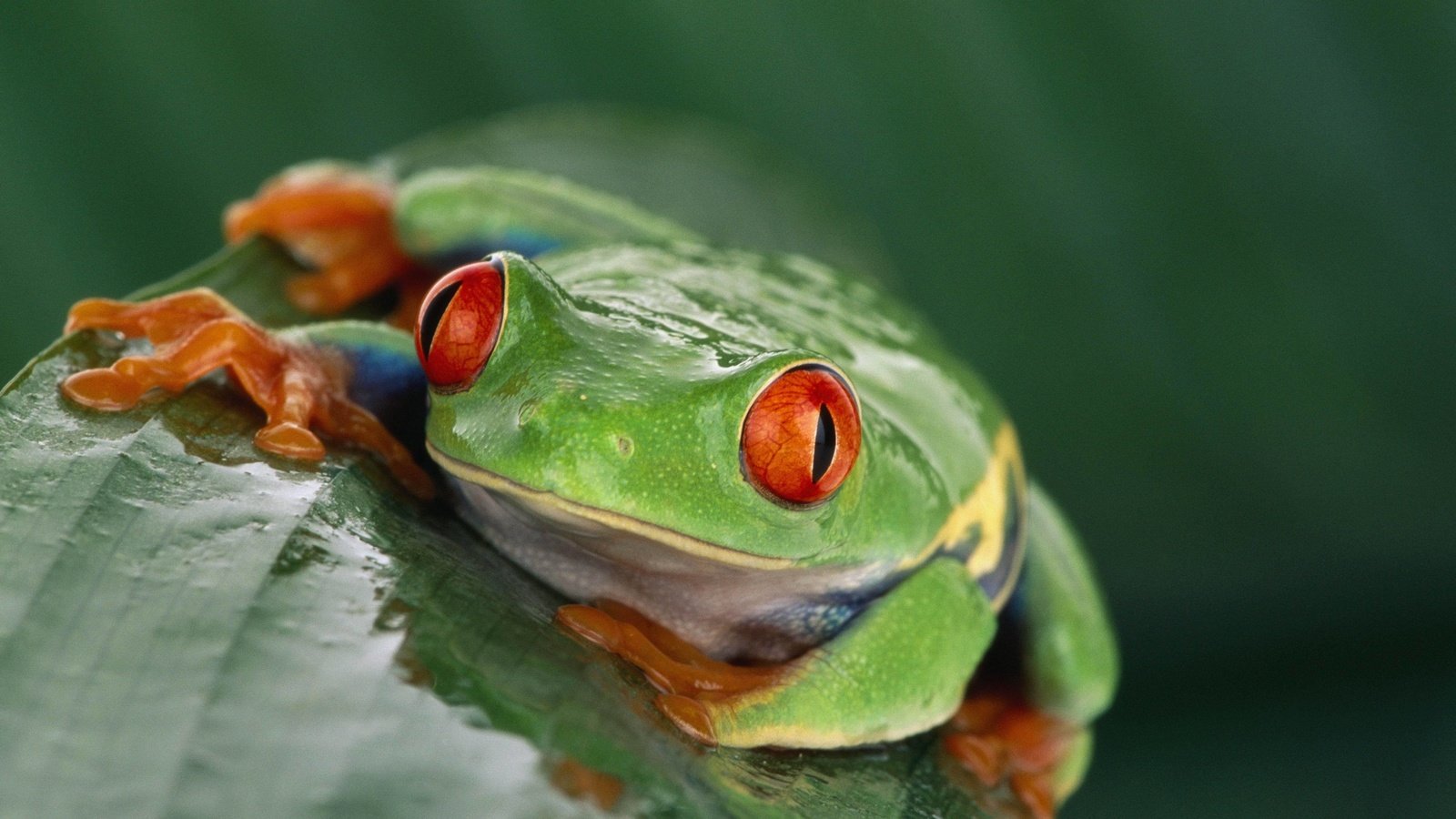 Обои лягушка, экзотика, красные глаза, frog, exotic, red eyes разрешение 4096x2731 Загрузить
