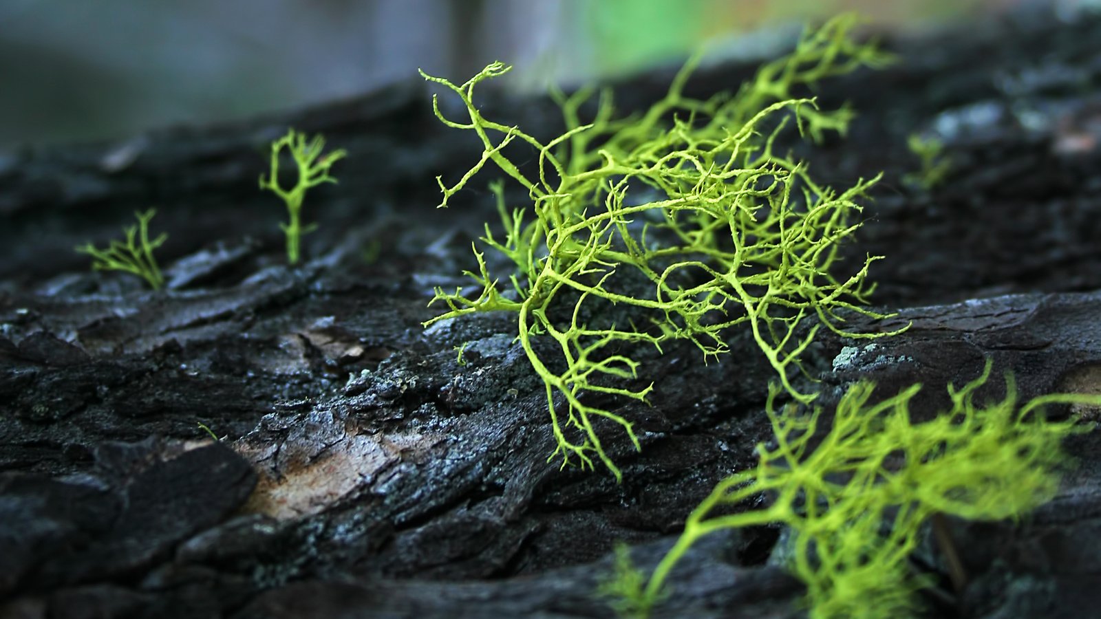 Обои мох, ствол, кора, разновидность, moss, trunk, bark, kind разрешение 1920x1200 Загрузить