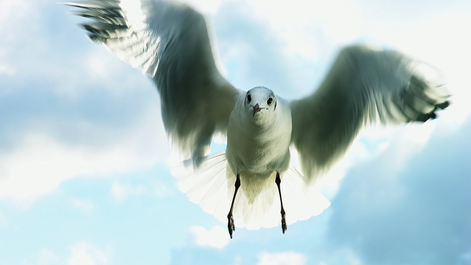 Обои небо, полет, чайка, the sky, flight, seagull разрешение 2959x2199 Загрузить