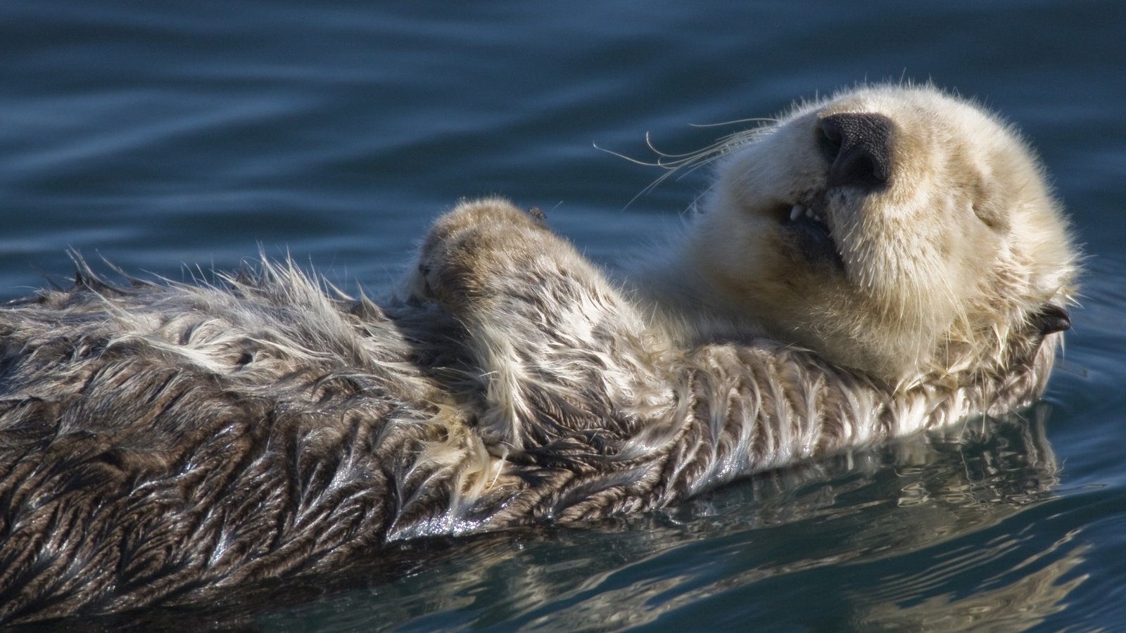 Обои вода, спит, калан, морская выдра, выдра, water, sleeping, kalan, sea otter, otter разрешение 1920x1080 Загрузить