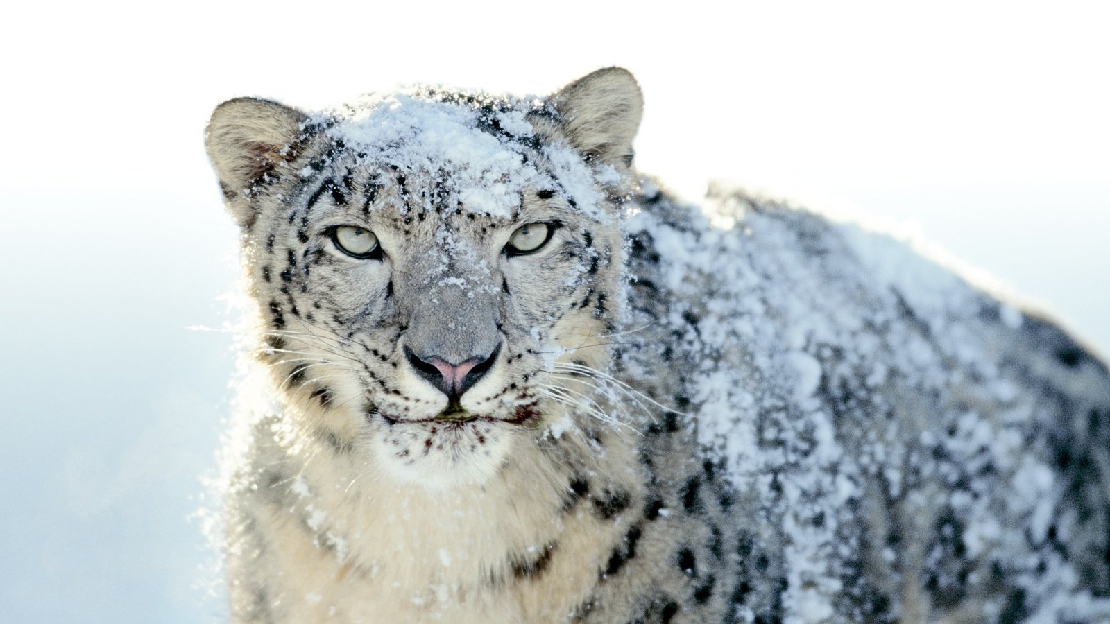 Обои снег, снежный барс, ирбис, snow, snow leopard, irbis разрешение 2560x1600 Загрузить