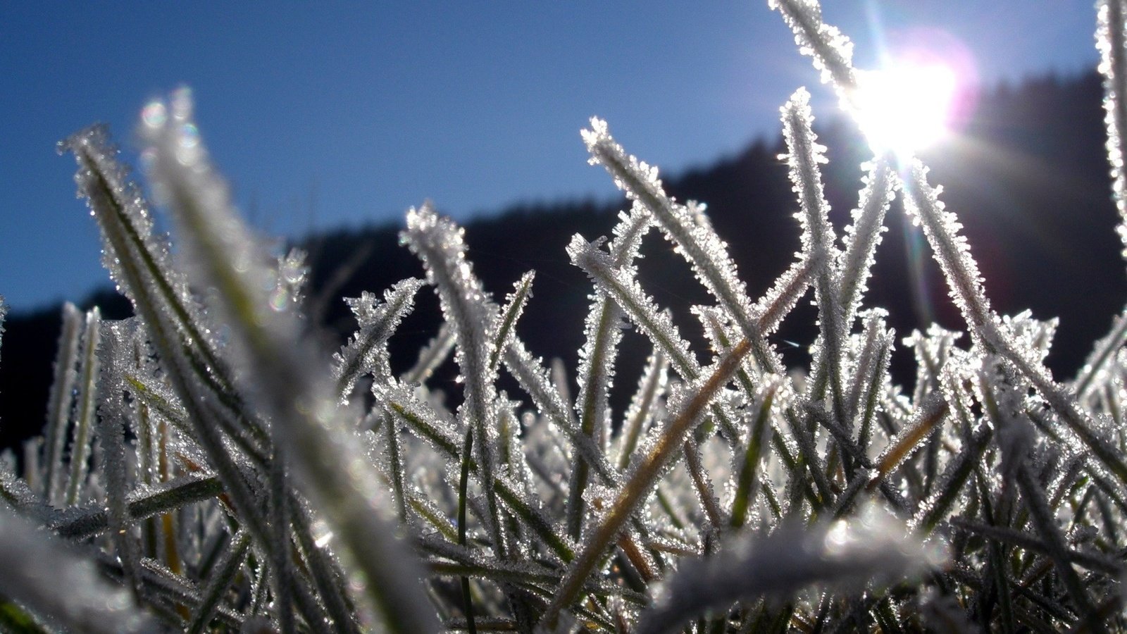 Обои трава, лёд, grass, ice разрешение 1920x1440 Загрузить