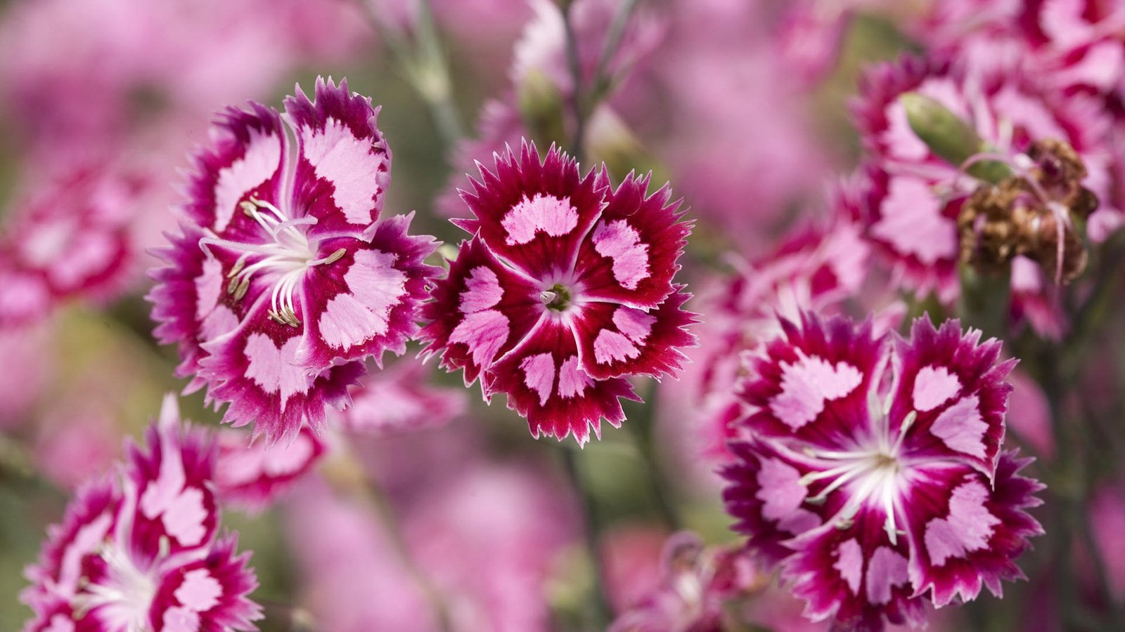 Обои растения, розовые, пурпурный, гвоздика, plants, pink, purple, carnation разрешение 1920x1200 Загрузить