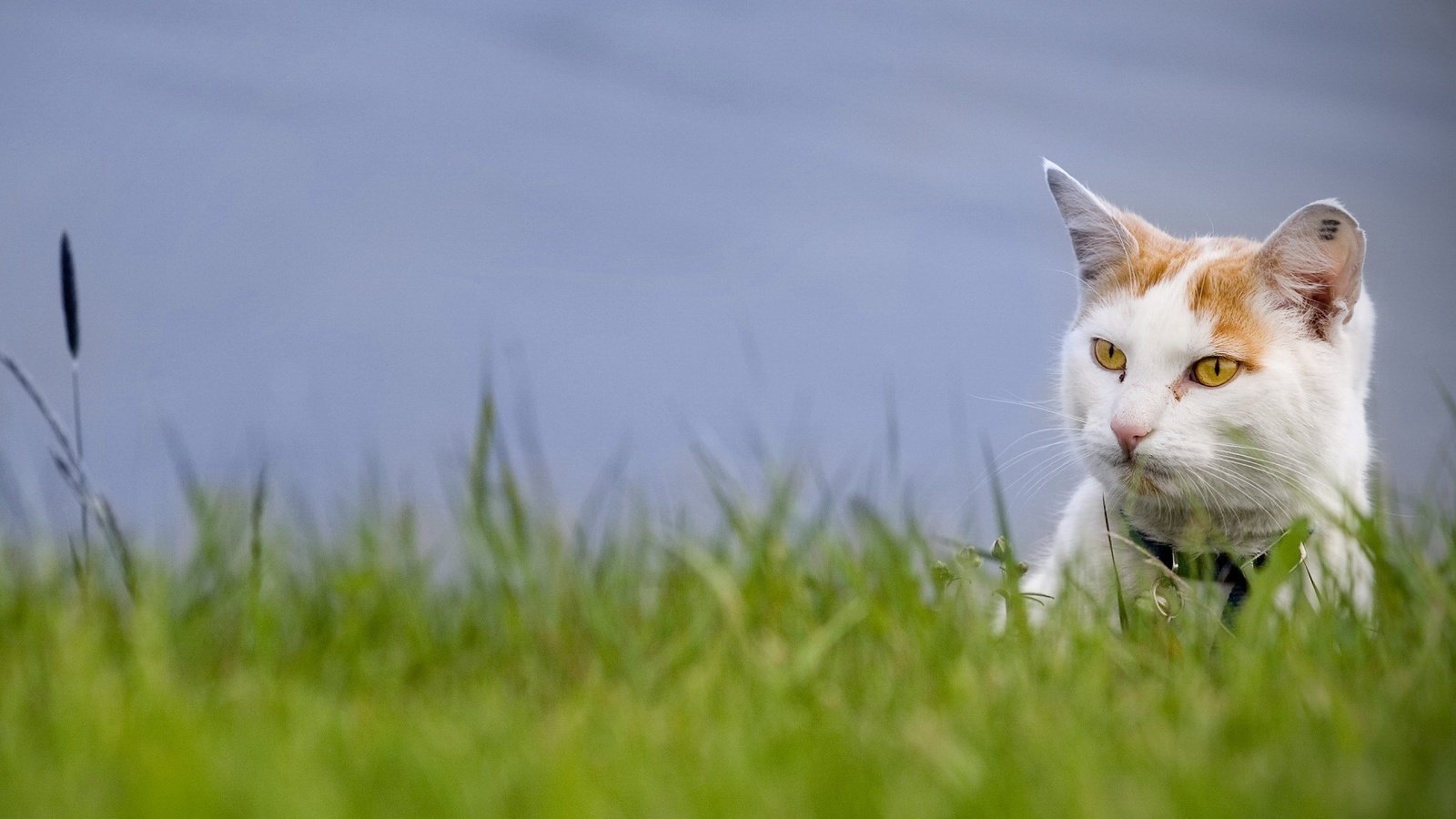 Обои трава, зелень, кот, взгляд, grass, greens, cat, look разрешение 1920x1440 Загрузить