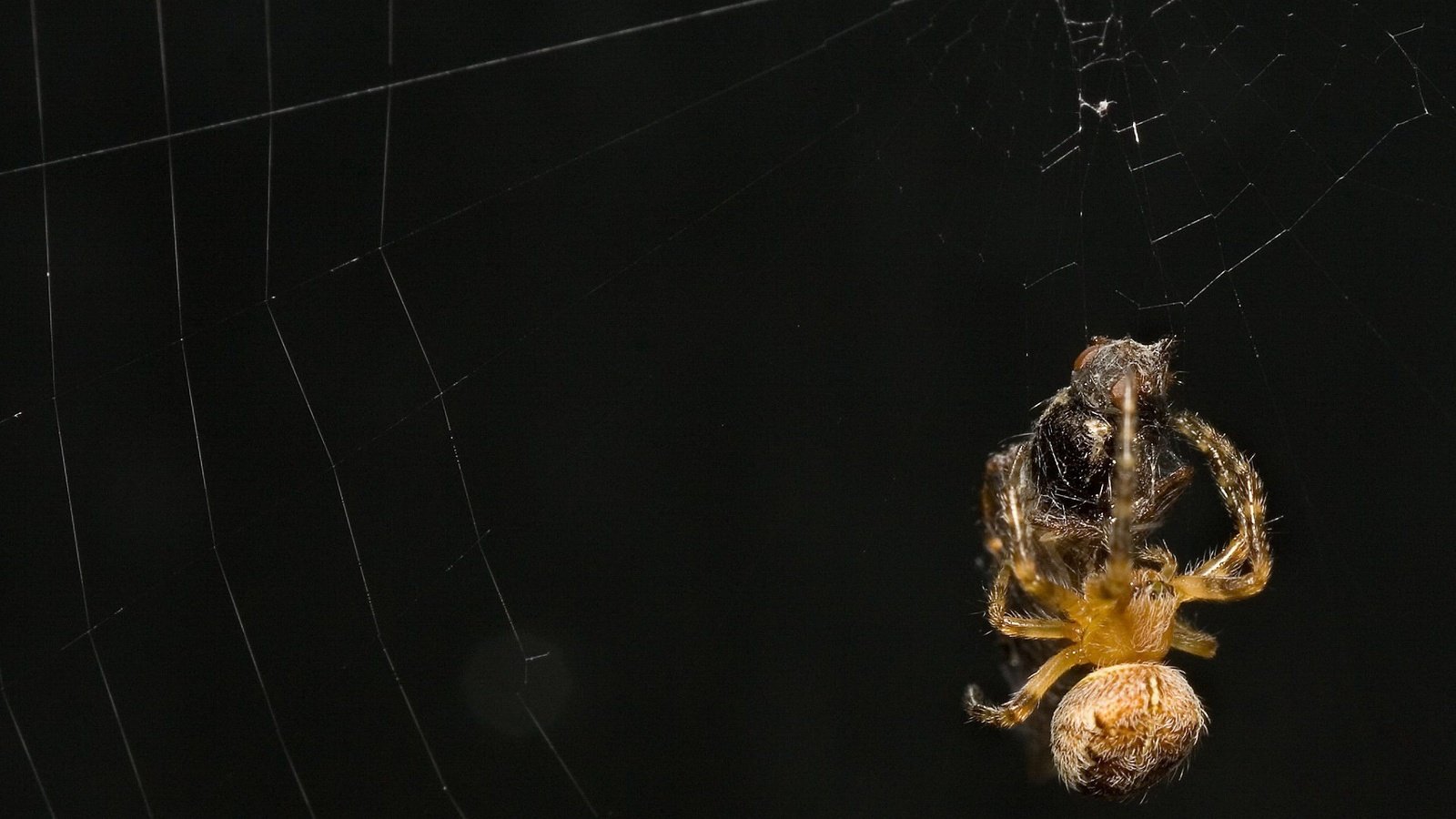 Обои черный фон, жертва, паук, паутина, black background, the victim, spider, web разрешение 1920x1440 Загрузить