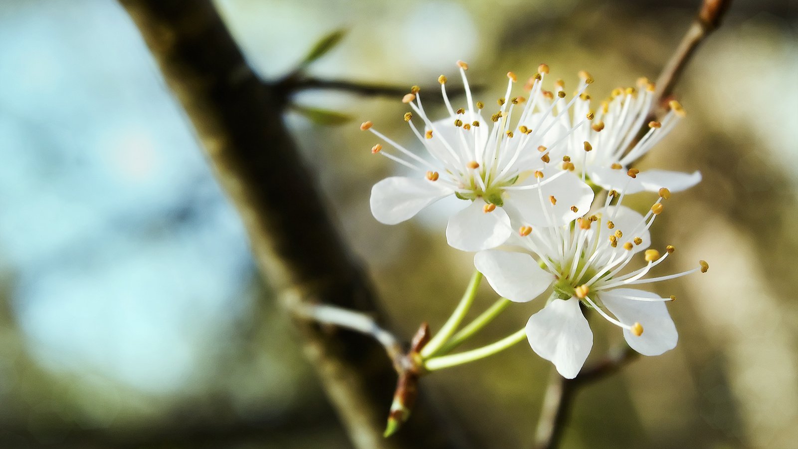 Обои ветка, цветение, весна, трио, белоснежное, branch, flowering, spring, trio, white разрешение 2048x1152 Загрузить