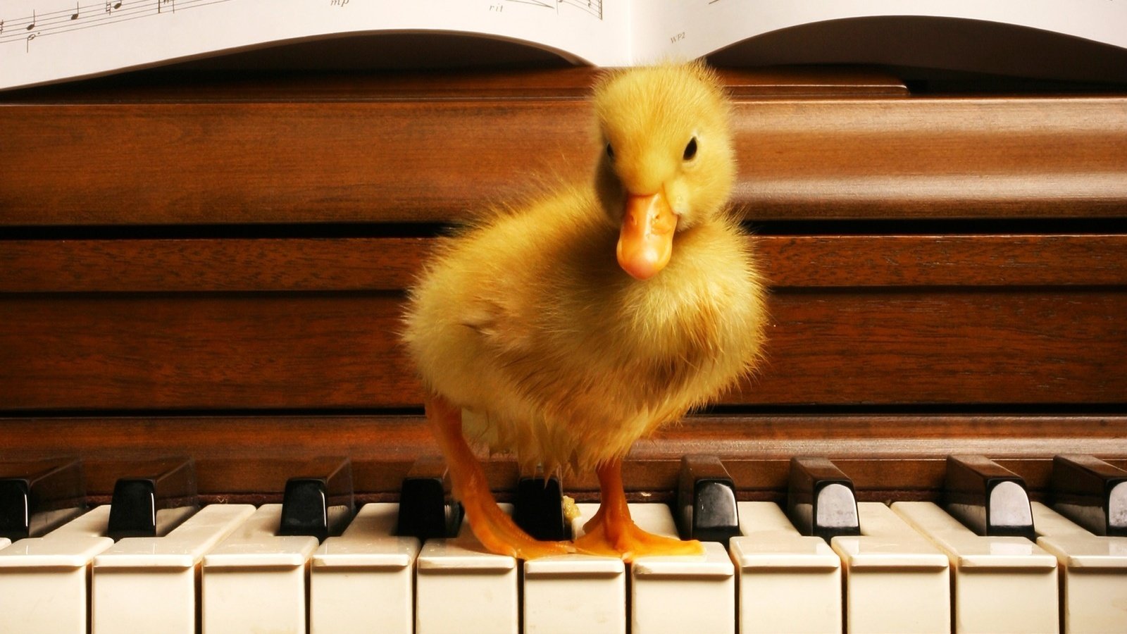 Обои ноты, клавиши, утенок, notes, keys, duck разрешение 1920x1200 Загрузить
