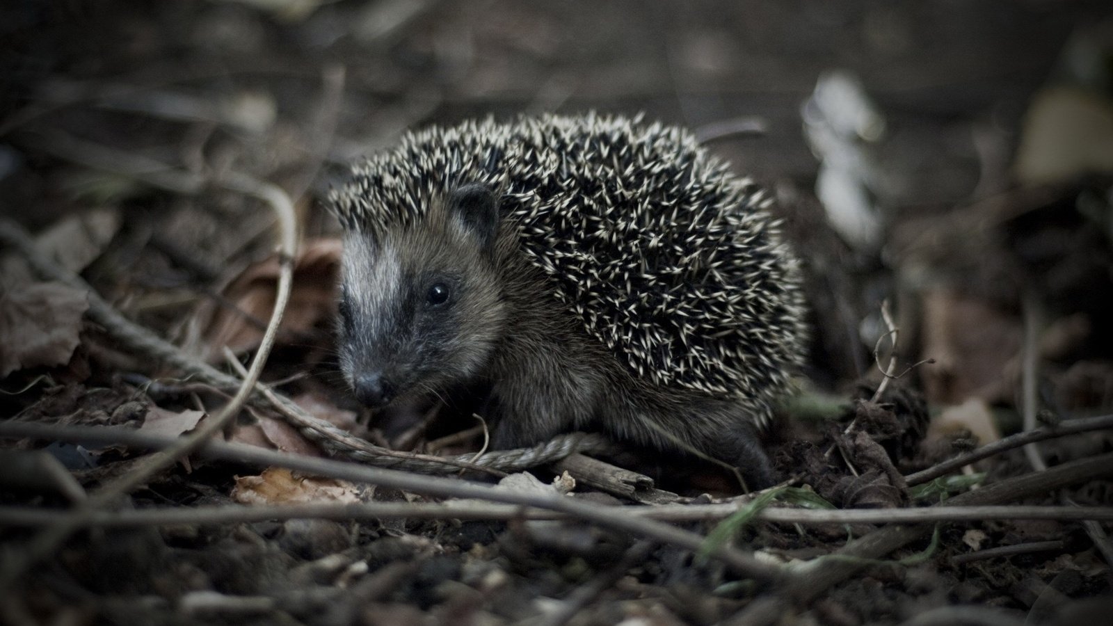 Обои трава, макро, взгляд, черно-белая, ежик, grass, macro, look, black and white, hedgehog разрешение 1920x1175 Загрузить