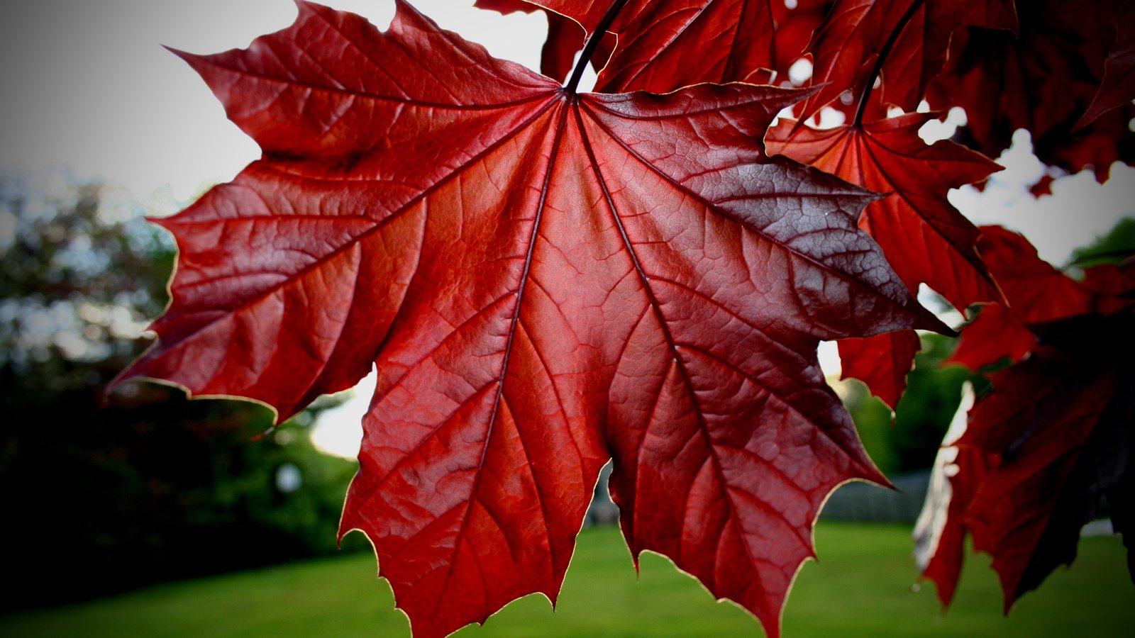 Обои листья, красные, клёна, leaves, red, maple разрешение 3456x2304 Загрузить