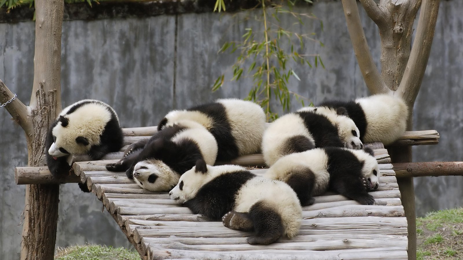 Обои природа, животные, мишки, панды, бамбуковые мишки, большая панда, nature, animals, bears, panda, bamboo bears, the giant panda разрешение 2560x1600 Загрузить