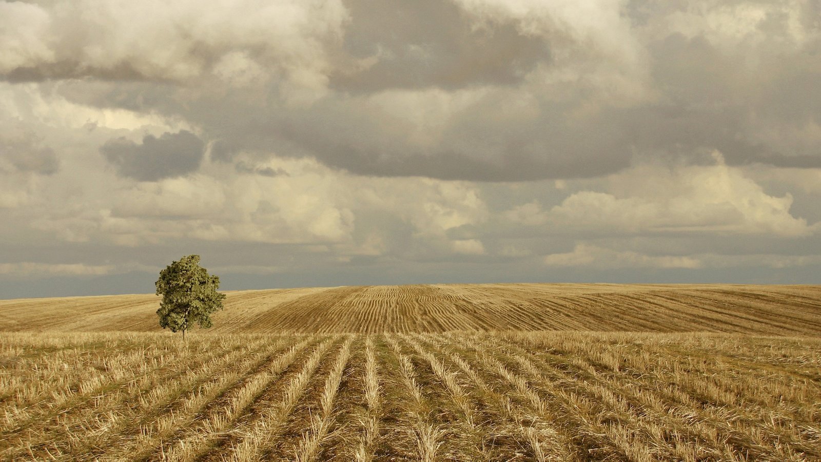 Обои облака, холмы, дерево, поле, clouds, hills, tree, field разрешение 2560x1920 Загрузить