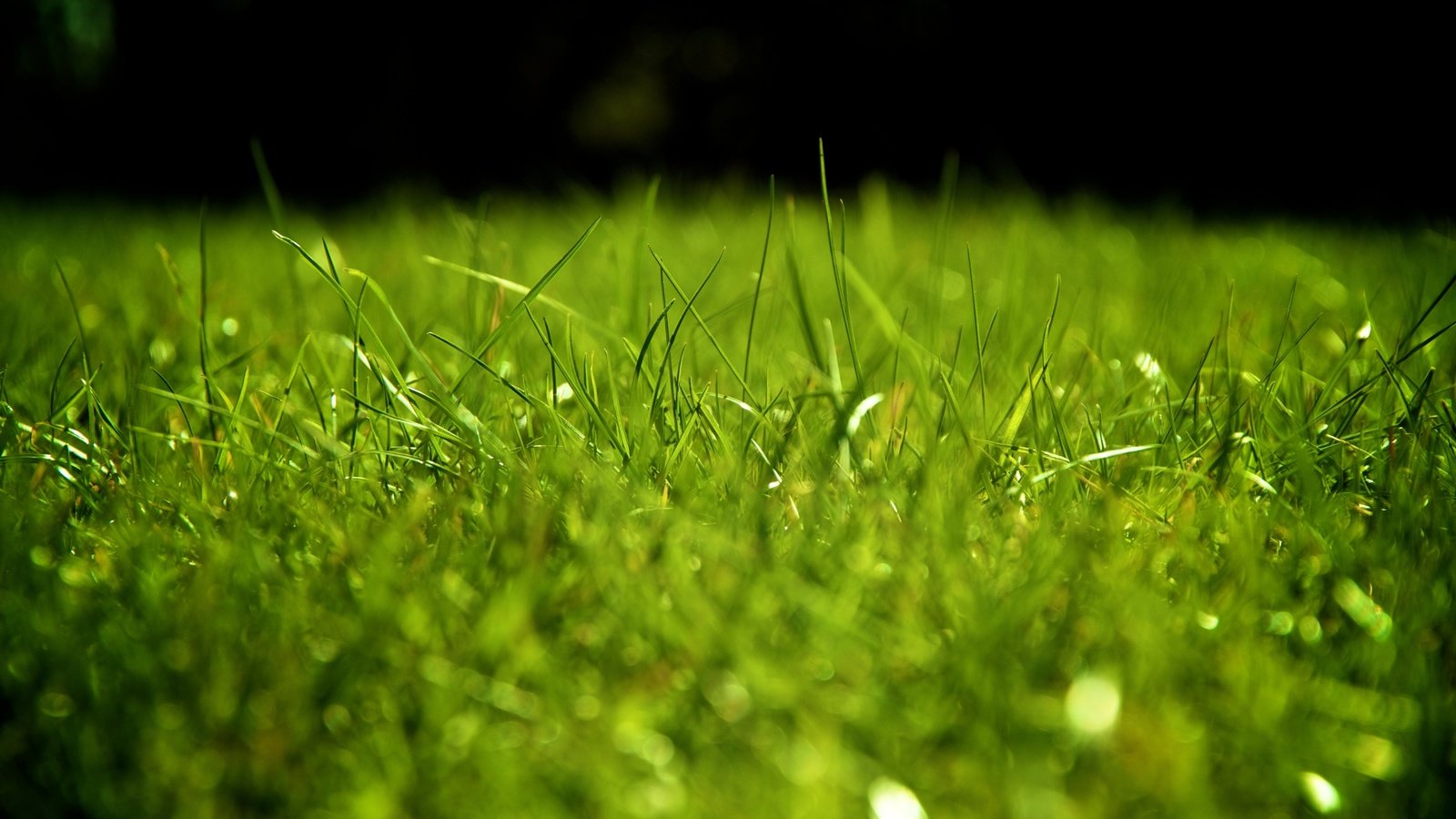Обои трава, зелень, газон, grass, greens, lawn разрешение 4271x2669 Загрузить