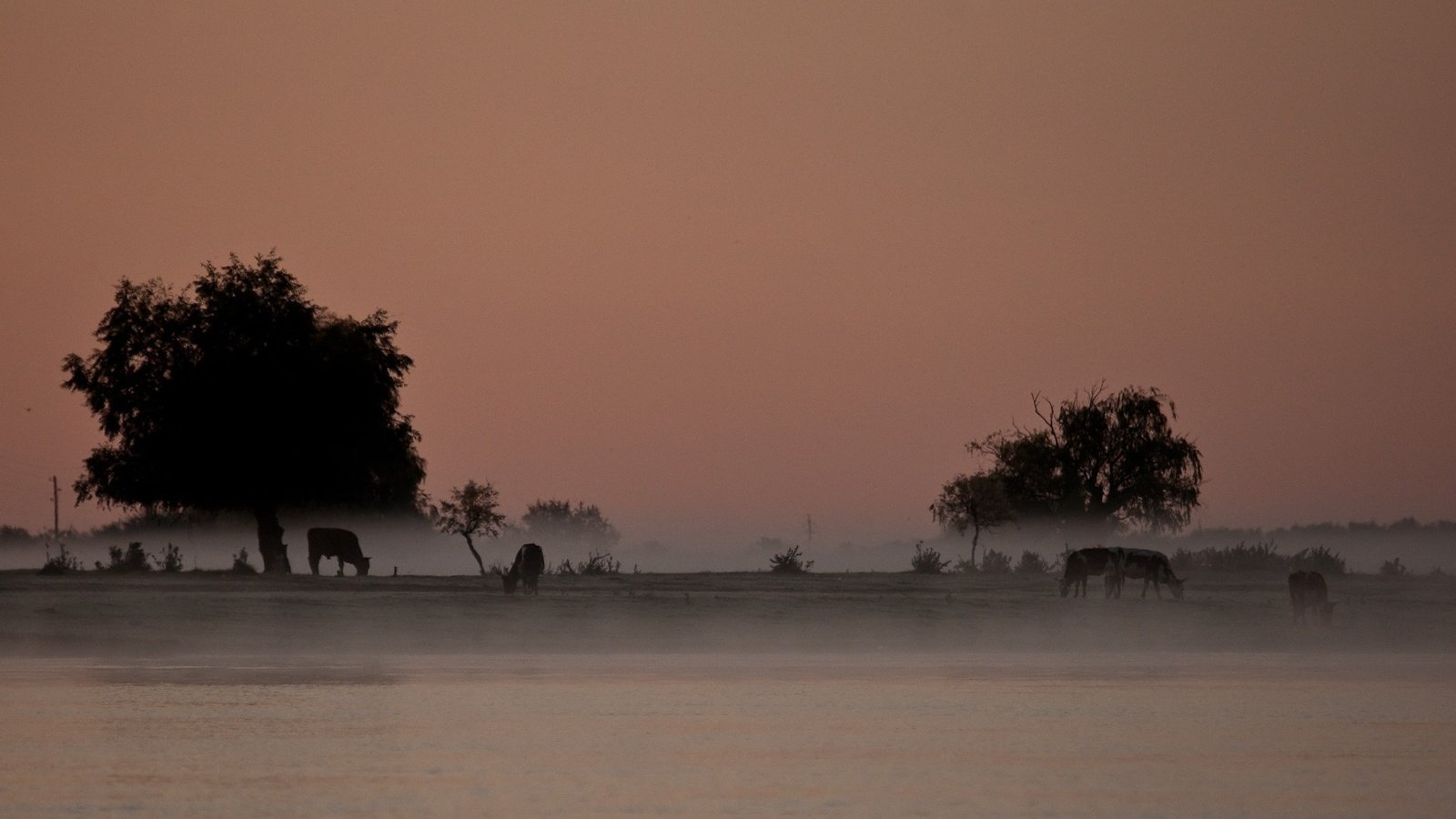 Обои деревья, река, пейзаж, туман, сергей доля, trees, river, landscape, fog, sergey dolya разрешение 1920x1200 Загрузить