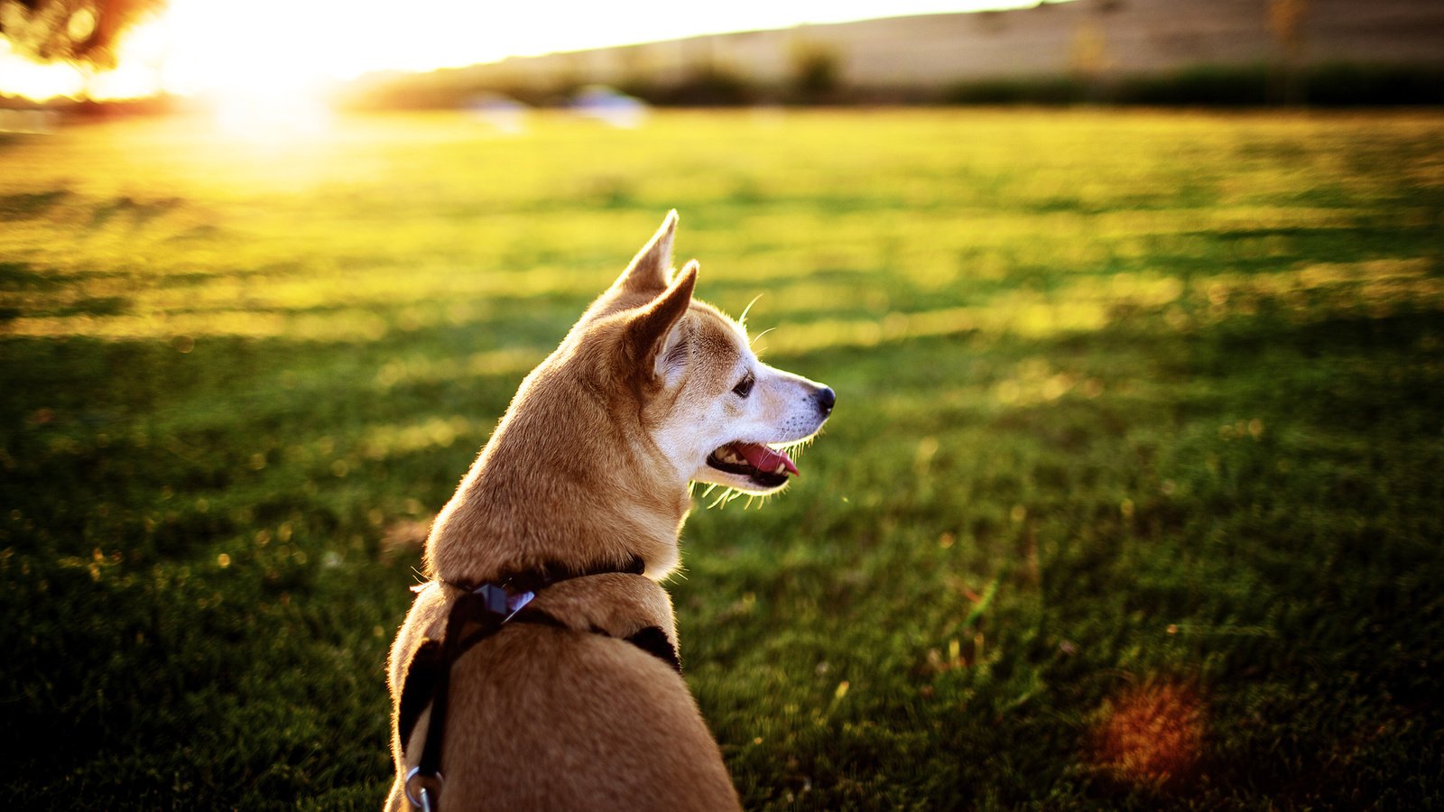 Обои солнце, собака, лужайка, хаска, the sun, dog, lawn, husky разрешение 1920x1200 Загрузить